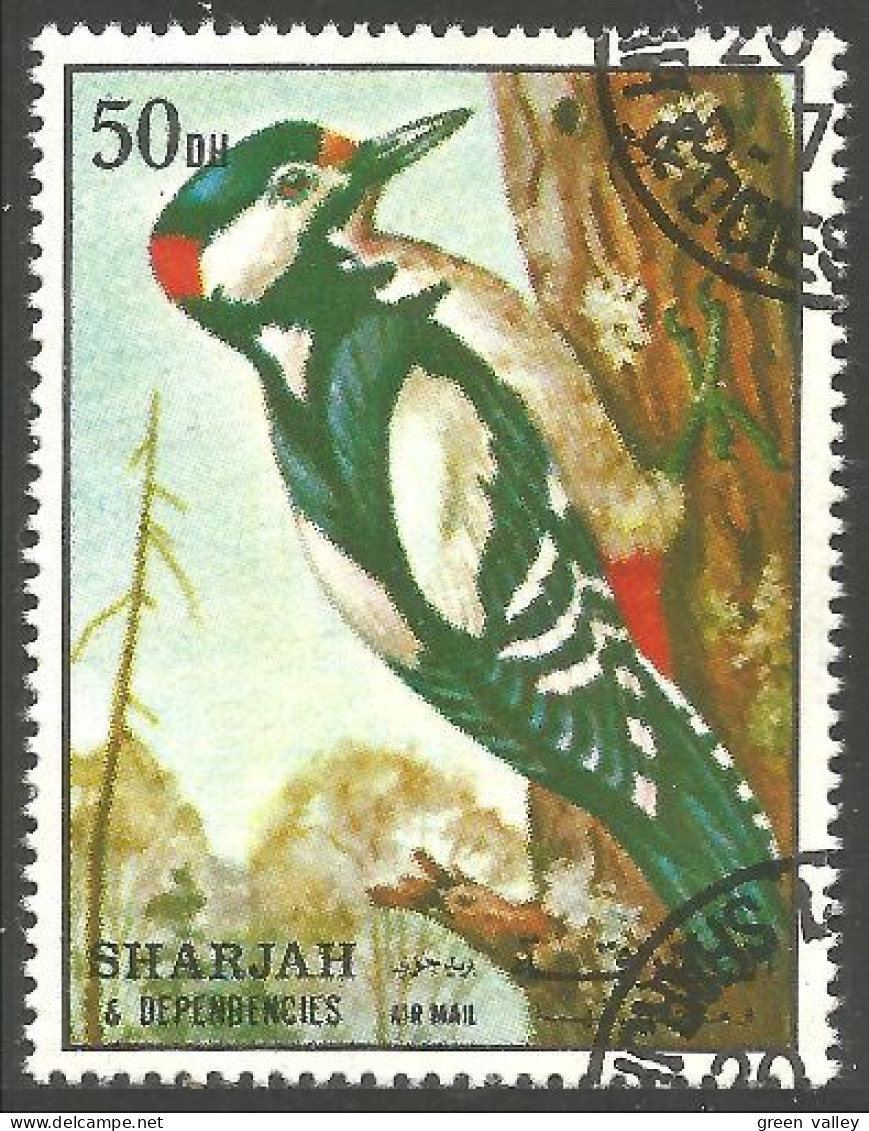 804 Sharjah Oiseau Bird Vogel Uccello Pic Pivert (SHA-60) - Spechten En Klimvogels