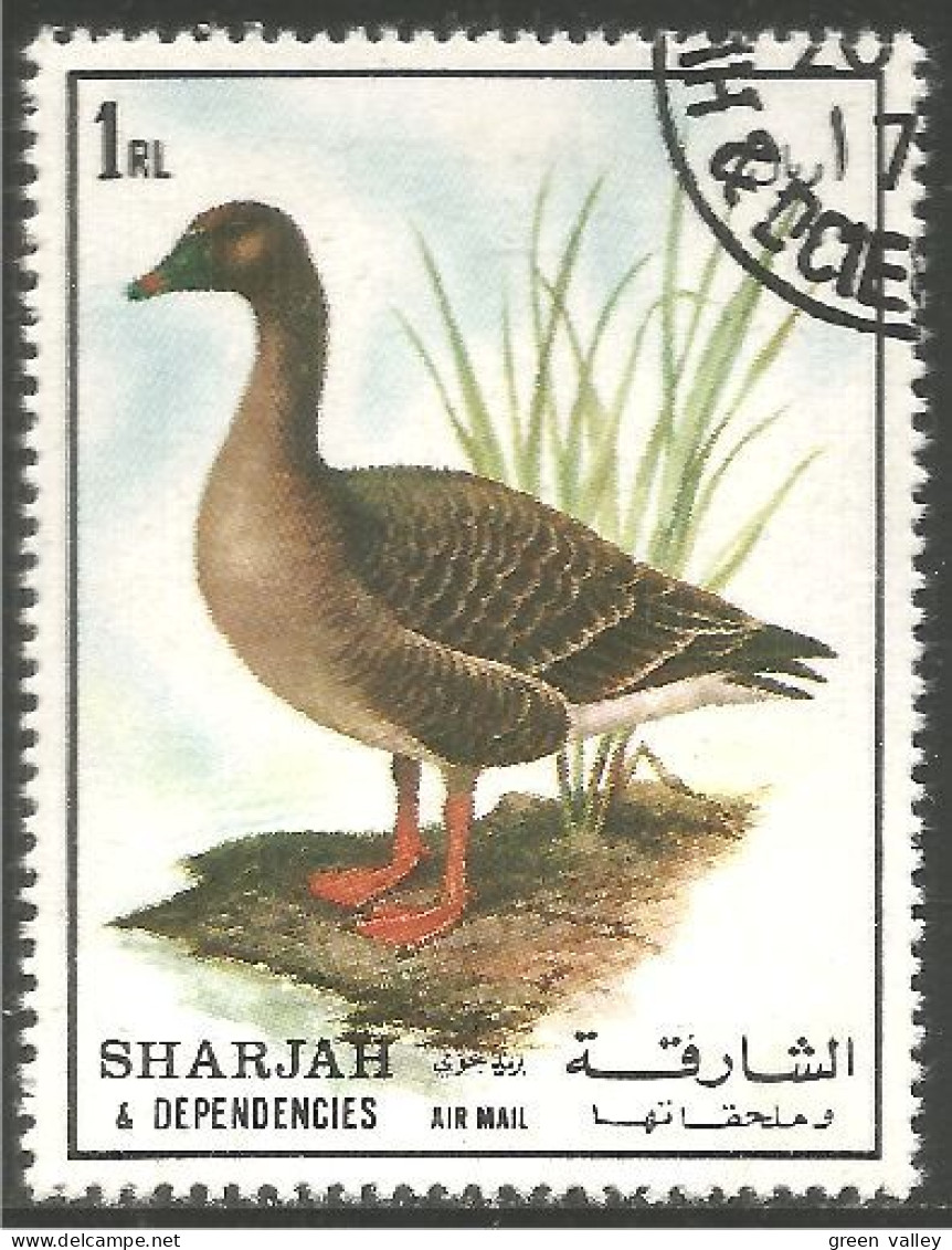 804 Sharjah Oiseau Bird Vogel Canards Ducks Ente Anatra Pato Eend (SHA-58) - Patos