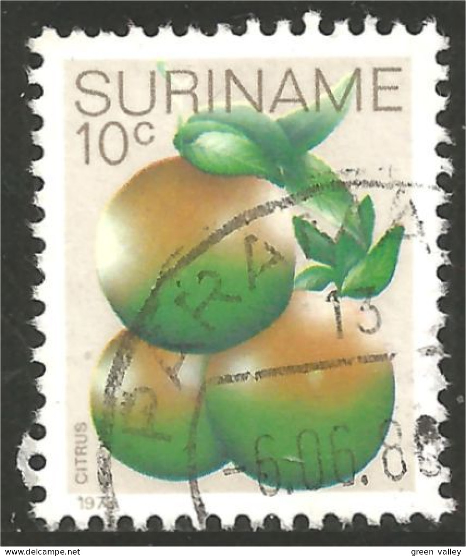 836 Suriname Oranges (SUR-33) - Fruit