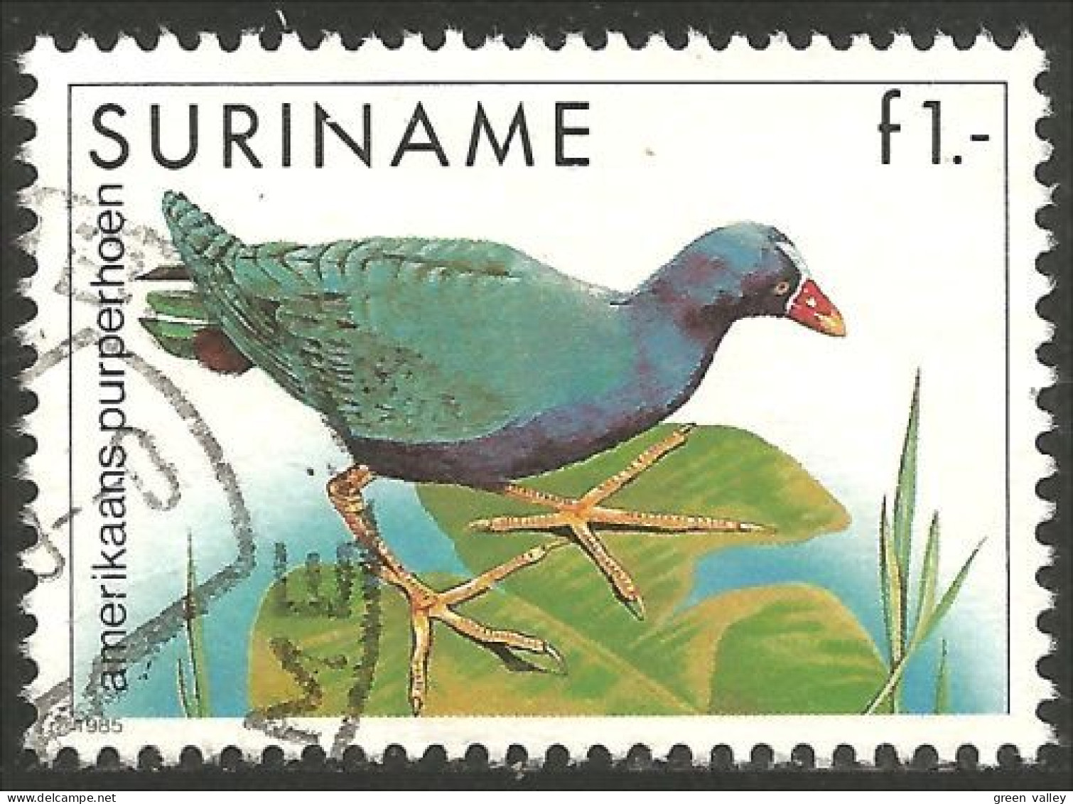 836 Suriname Oiseau Bird American Purple Fowl (SUR-28) - Suriname