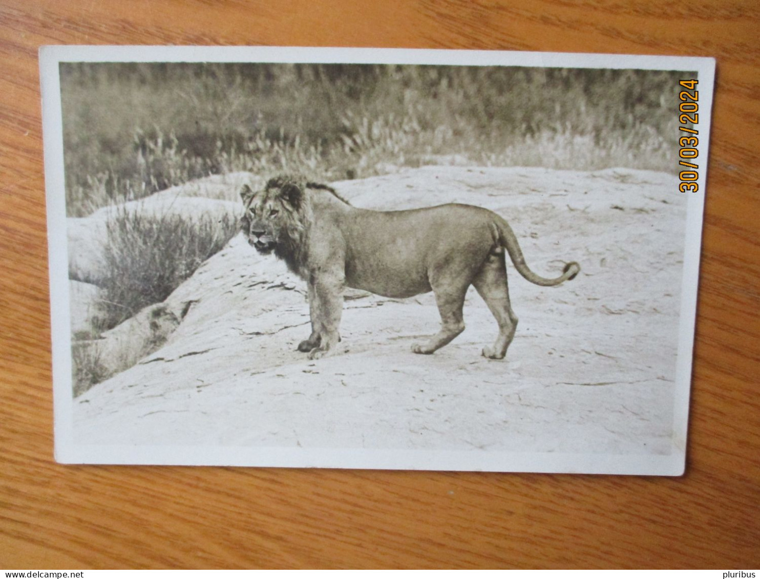 KENYA , LION   , 17-3 - Leones