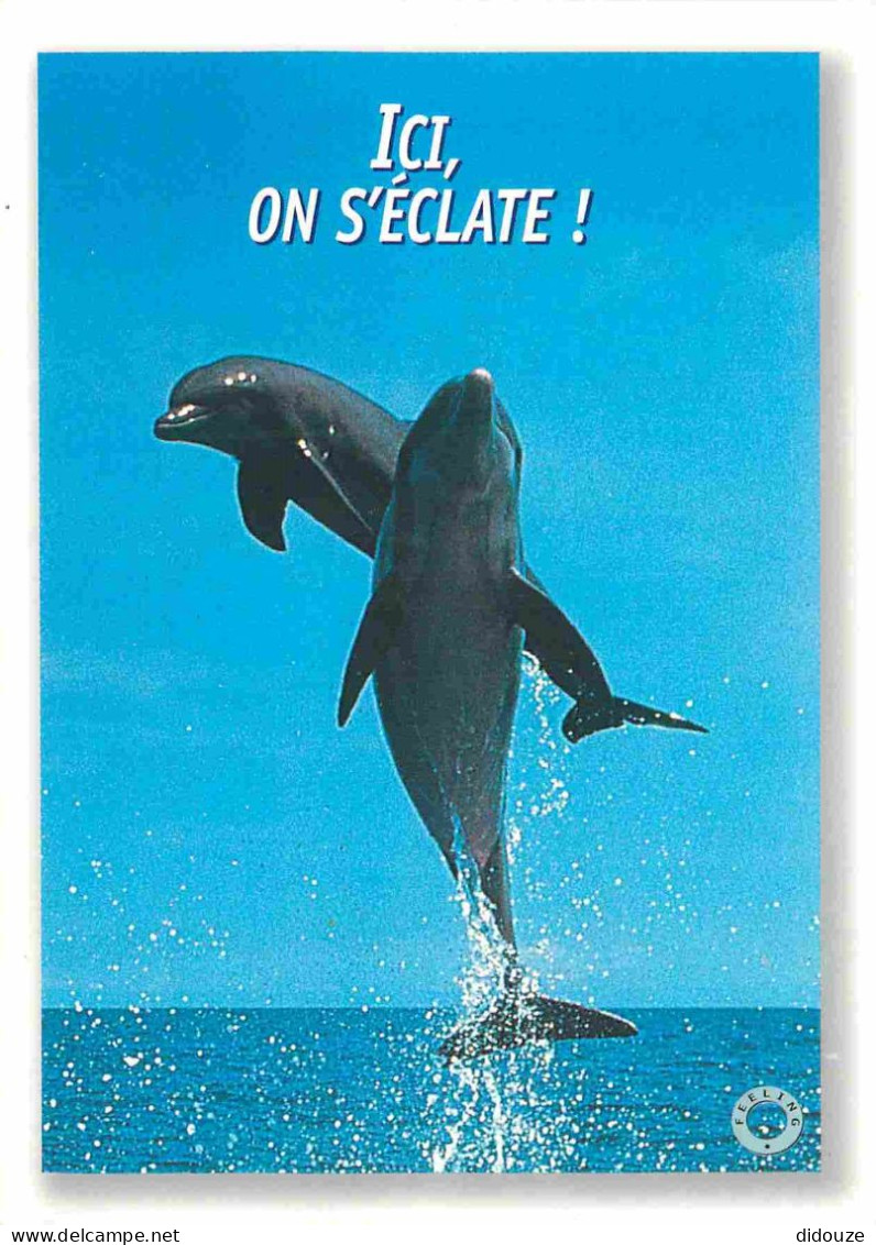 Animaux - Dauphin - Dolphin - Carte à Message - CPM - Carte Neuve - Voir Scans Recto-Verso - Delfines