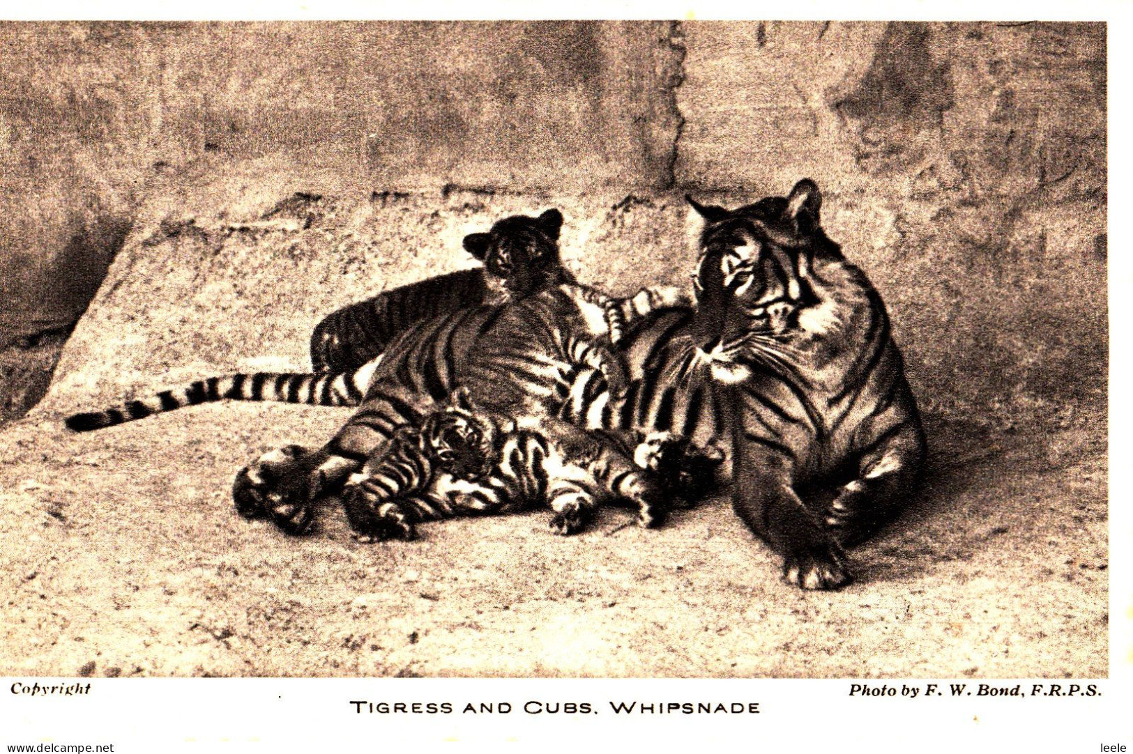 CQ78. Vintage Postcard. Tigress And Cubs, Whipsnade Zoo - Tiger