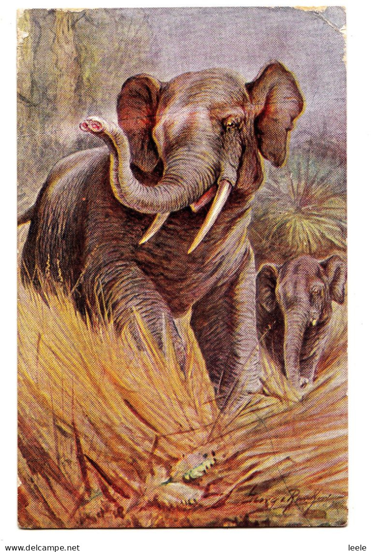 CQ85. Vintage Postcard. Elephants In The Wild. By George Rankin - Elephants