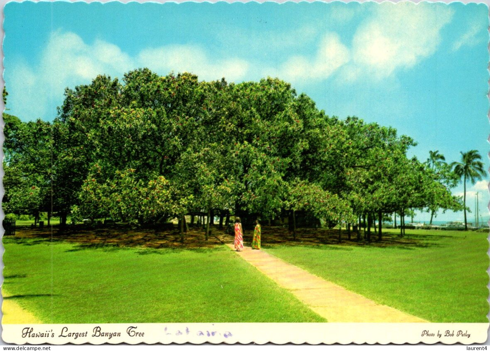 31-3-2024 (4 Y 31) USA - Hawaii Islands Largest Banyan Tree - Bomen