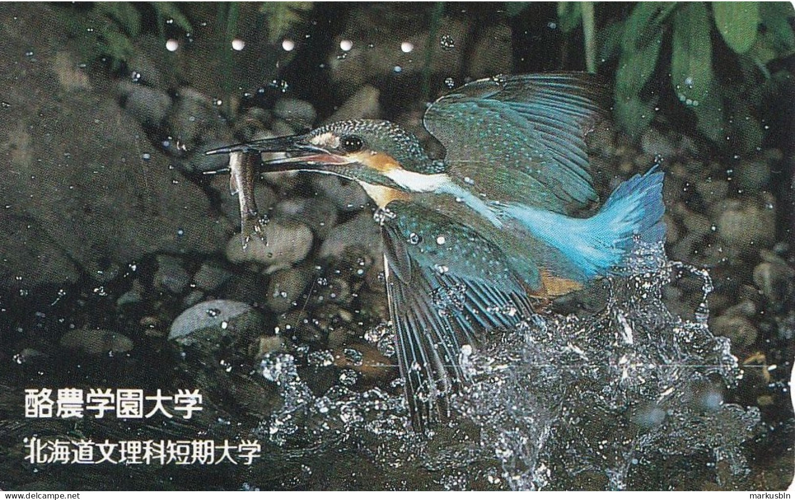 Japan Tamura 50u Old 1986 230 - 052 Kingfisher Bird Nature Animal Overprint Rare College Advertisement - Japon