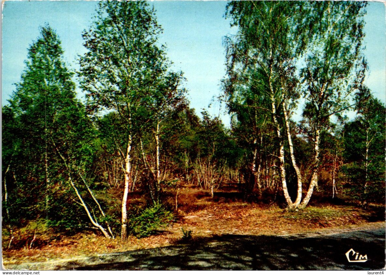 31-3-2024 (4 Y 32) France - Sous Bois En Sologne - Trees