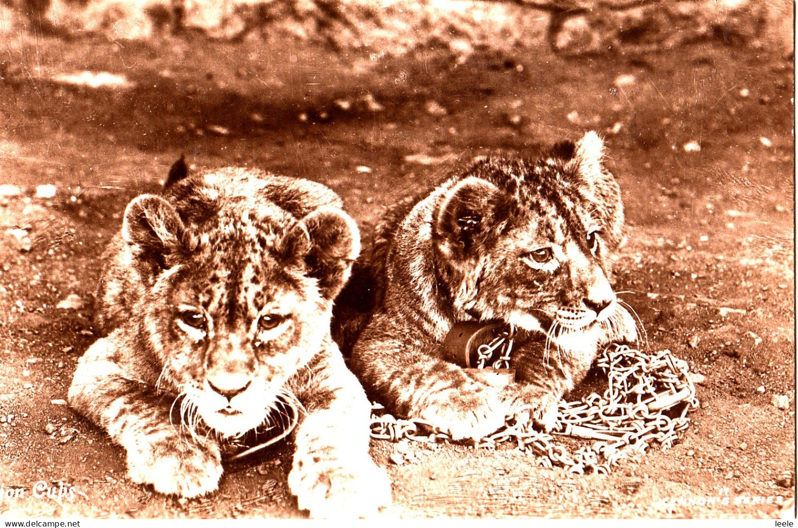 CR17.  Vintage Postcard.  Lion Cubs - Lions