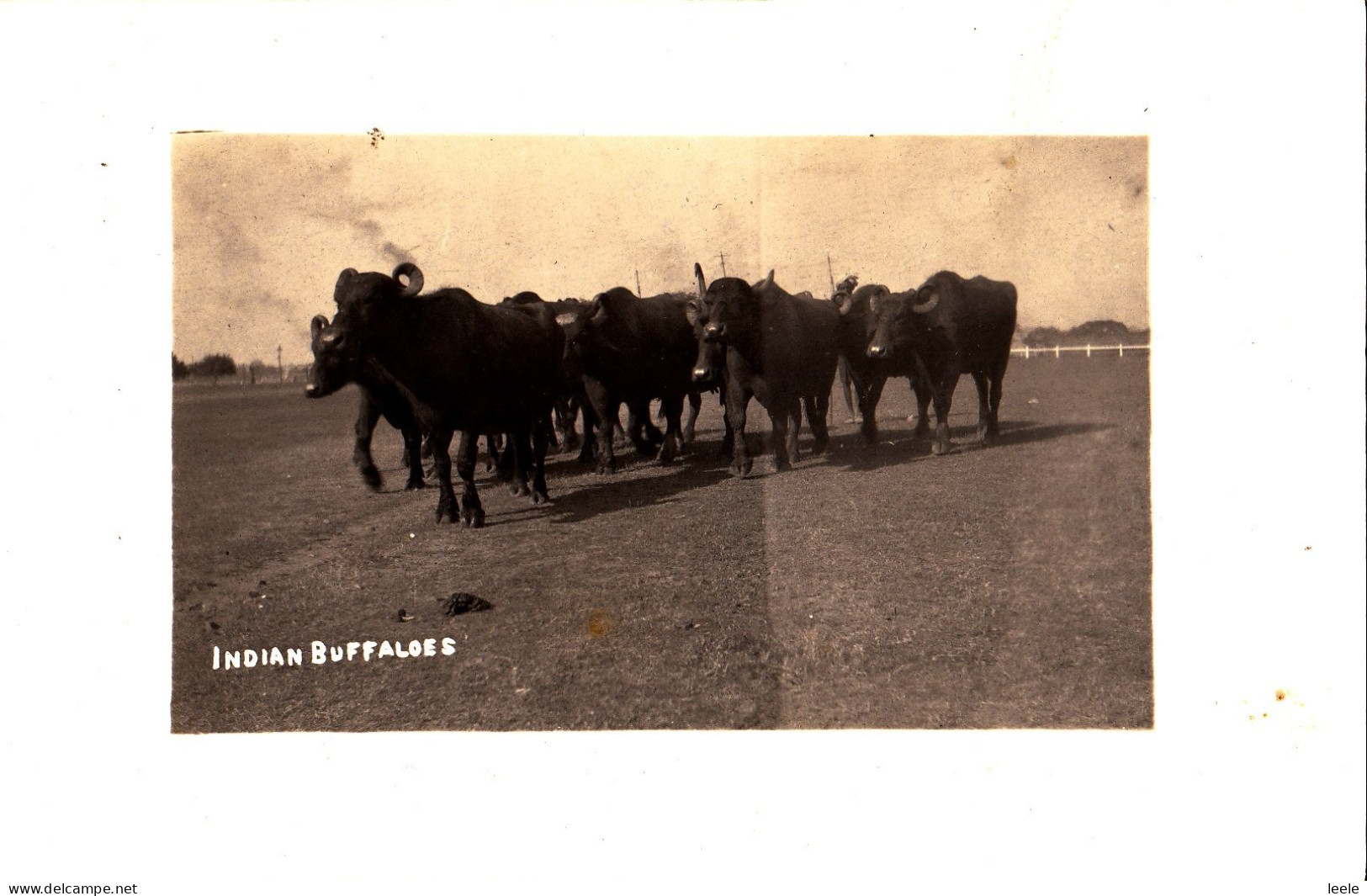 CR01. Vintage Postcard. Indian Buffaloes. - Stiere