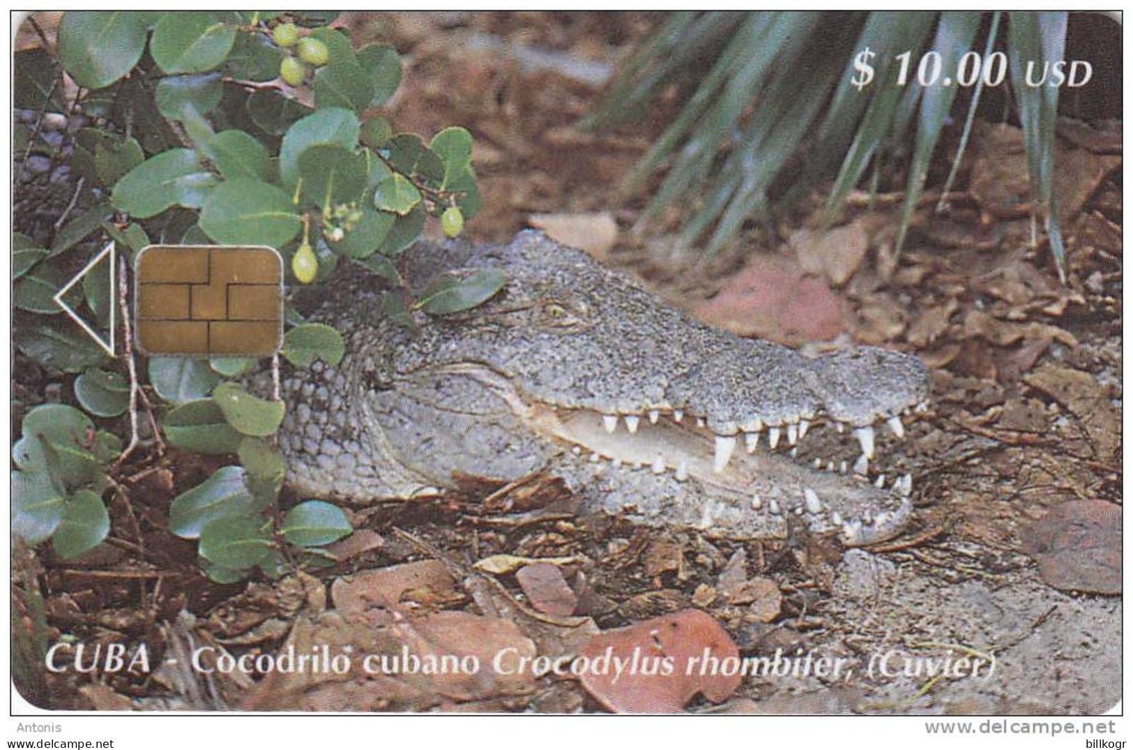 CUBA - Crocodile, Cocodrilo Cubano, Tirage 30000, 12/00, Used - Kuba