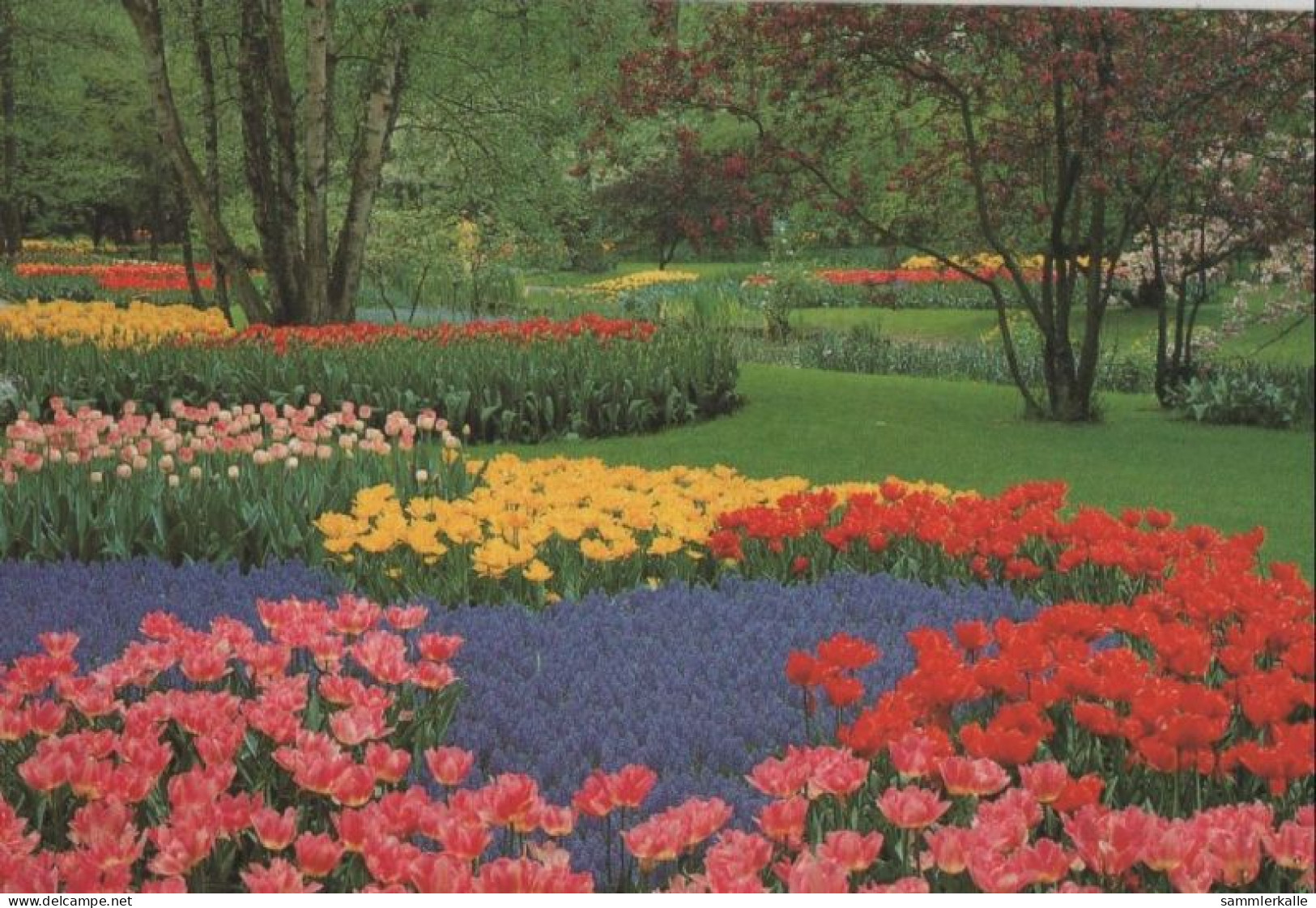 66127 - Niederlande - Lisse - Keukenhof - Ca. 1980 - Lisse