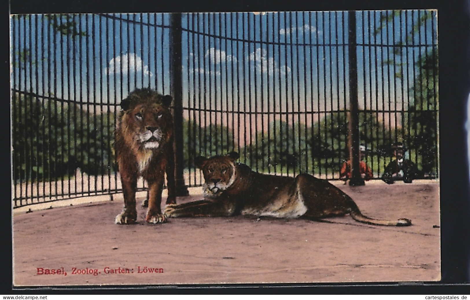 AK Basel, Löwenpaar Im Zoologischen Garten  - Tiger