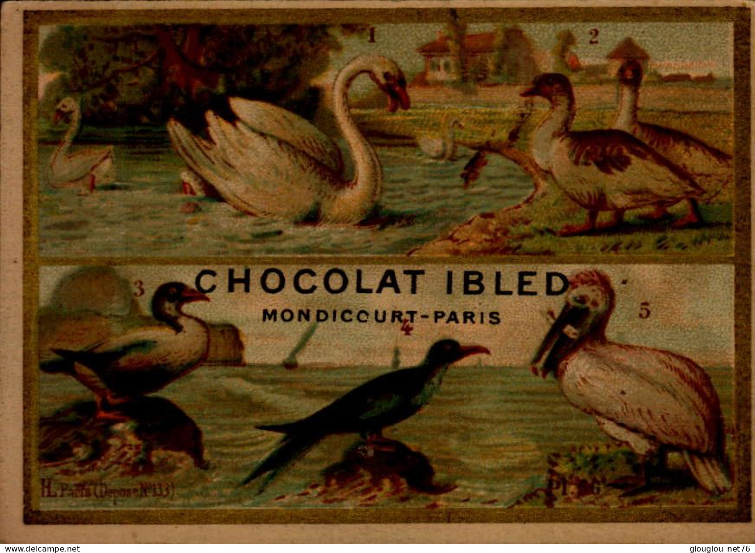 CHROMO...CHOCOLAT IBLED..LES OISEAUX... - Ibled