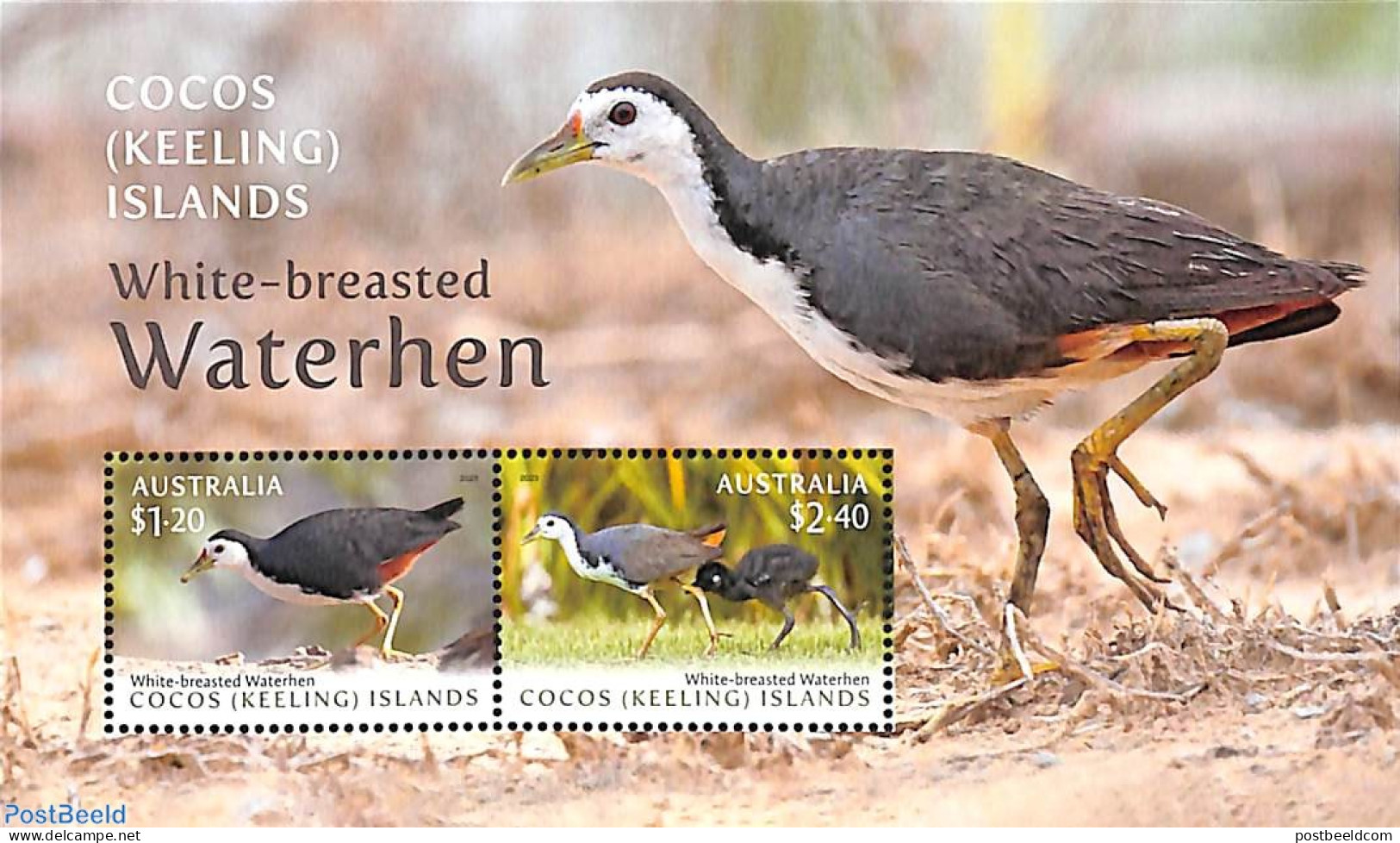 Cocos Islands 2023 White-breasted Waterhen S/s, Mint NH, Nature - Birds - Islas Cocos (Keeling)