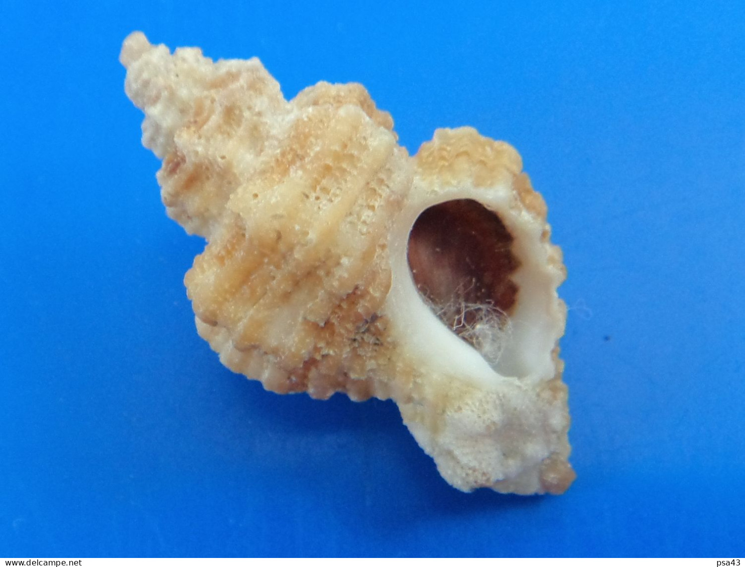 Ocenebra Erinacea Jersey 28,1mm F+++/GEM WO N9 - Seashells & Snail-shells
