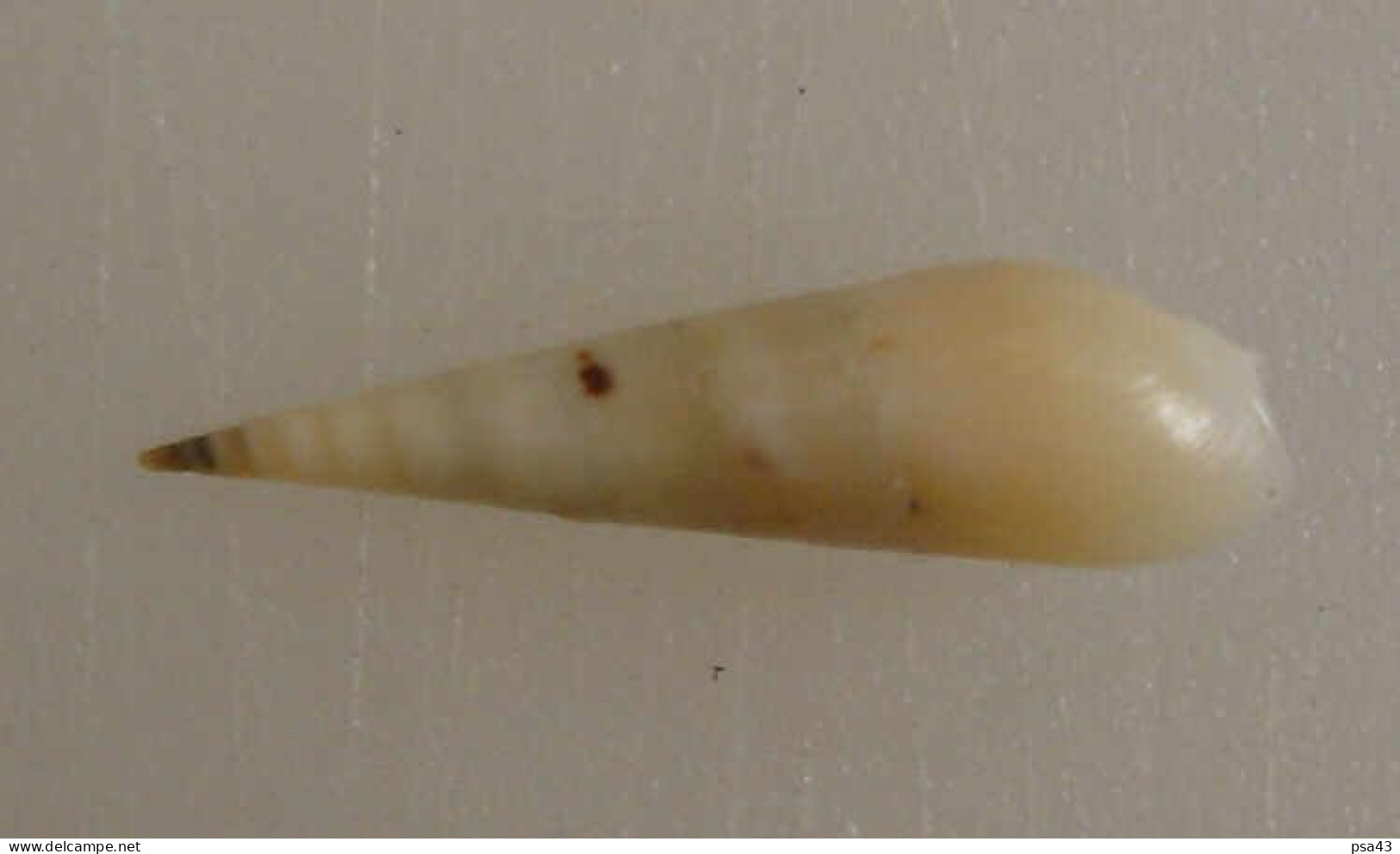 Terebra Hectica Quasi Albinos Indonésie (Lombok) 24,5mm F+++ N2 - Seashells & Snail-shells
