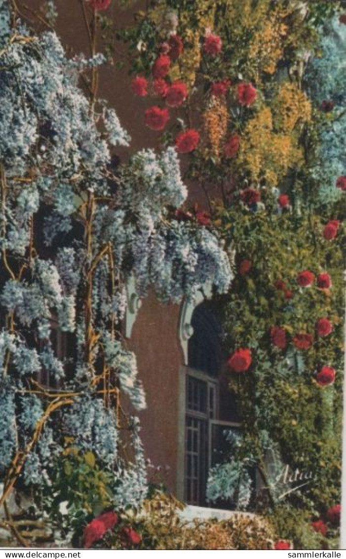 92759 - Frankreich - Cote D\\\\\\\\\\\\’Azur - Glycines En Fleurs - Ca. 1965 - Andere