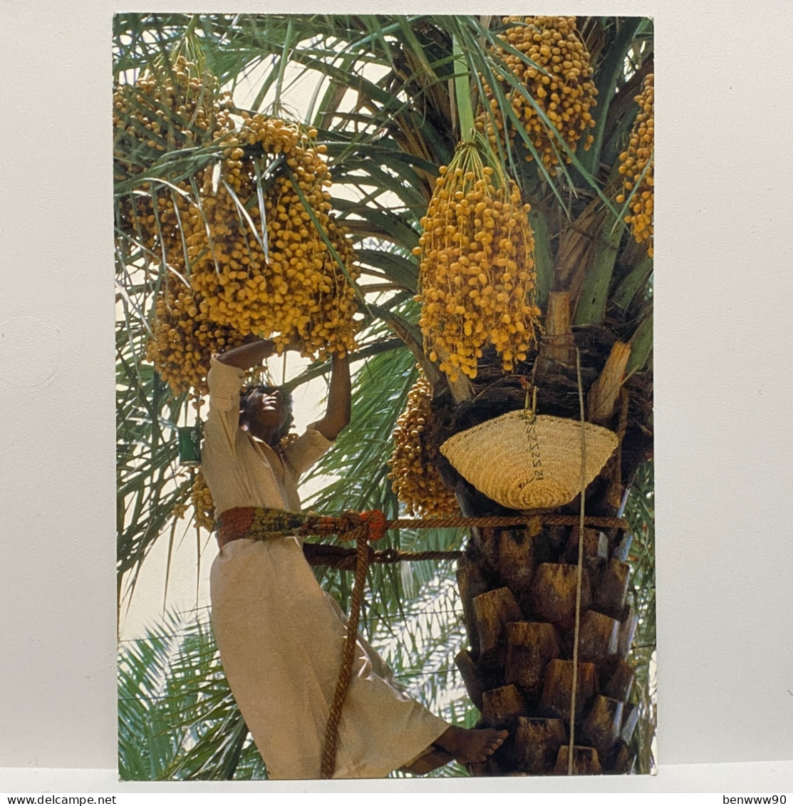 Date Picking, Sultanate Of Oman Postcard - Oman