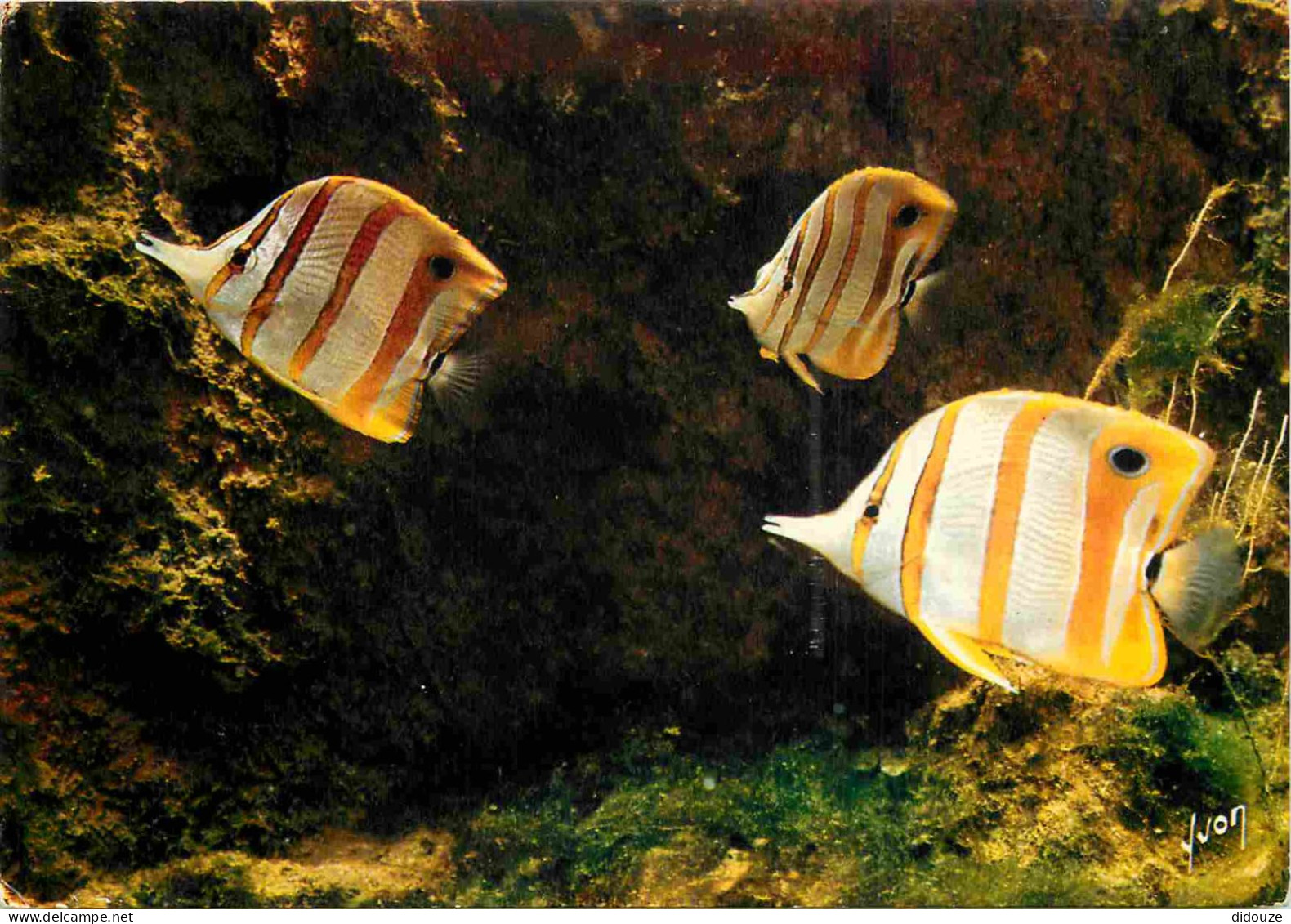 Animaux - Poissons - Musée Océanographique De Monaco - 24-048-09 - Pit-Pit - Chelmon Rostratus - CPM - Voir Scans Recto- - Fish & Shellfish