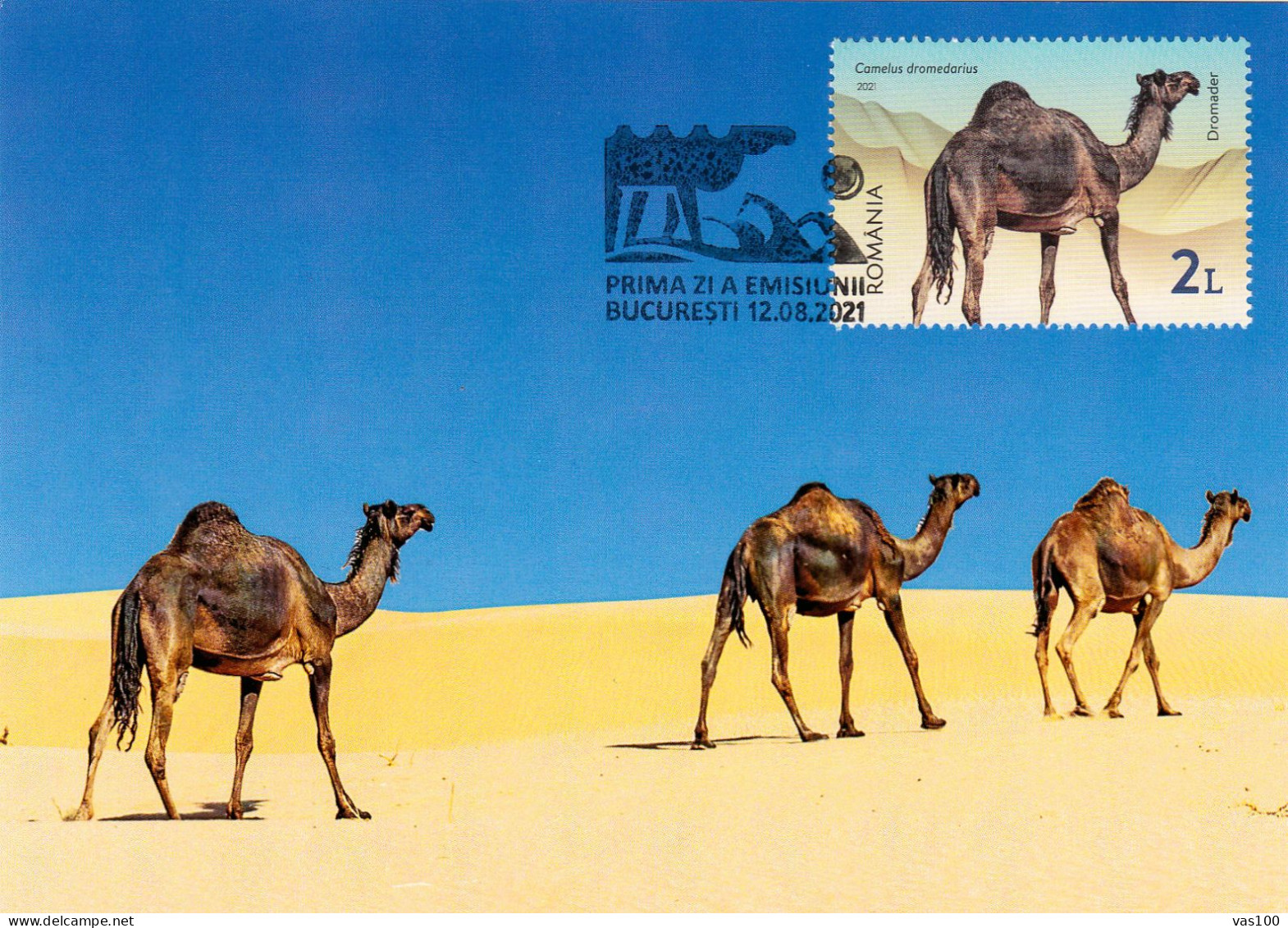 Chameaux / Camels / Dromader /  MAXI CRD,CARTES MAXIMUM CM,2021 ROMANIA. - Maximumkaarten