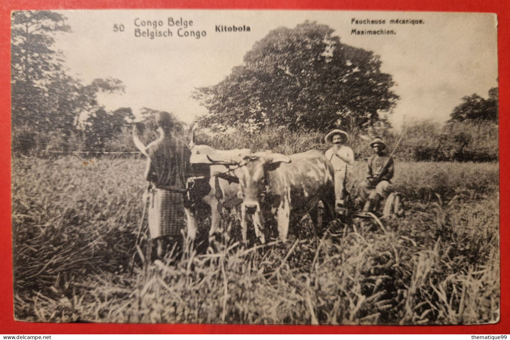 Entier Postal Du Congo Belge Thème Faucheuse Mécanique, Agriculture, Boeufs - Agriculture