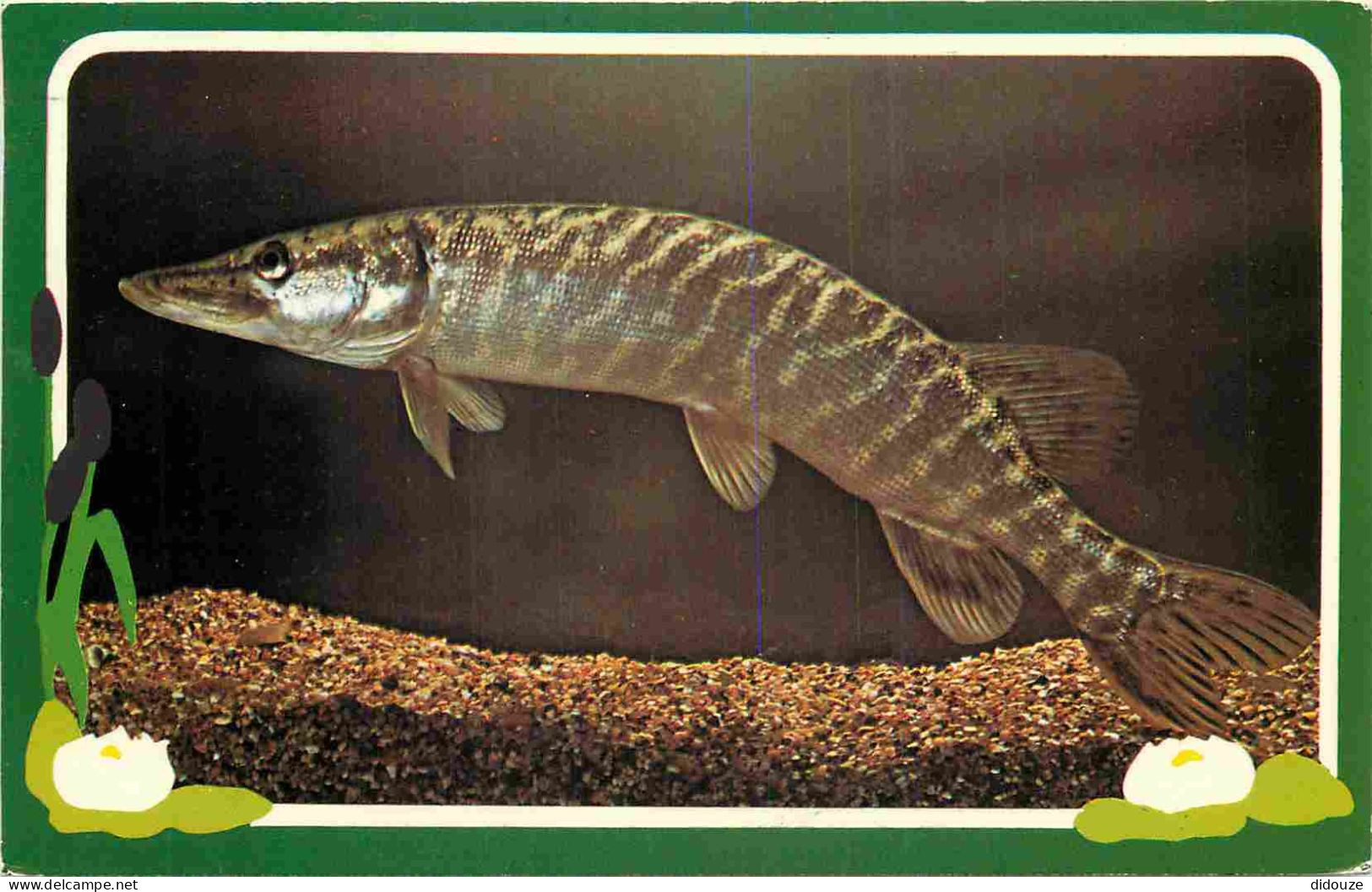 Animaux - Poissons - Pike - CPM Format CPA - Voir Scans Recto-Verso - Fish & Shellfish