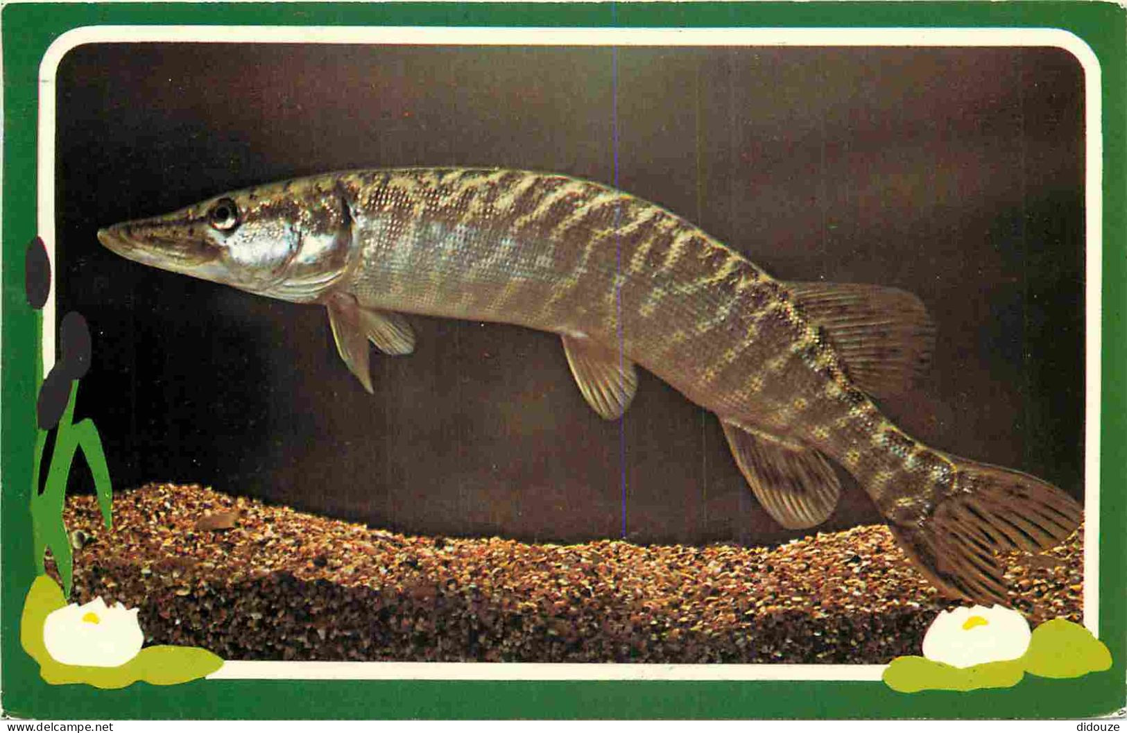 Animaux - Poissons - Pike - CPM Format CPA - Voir Scans Recto-Verso - Poissons Et Crustacés