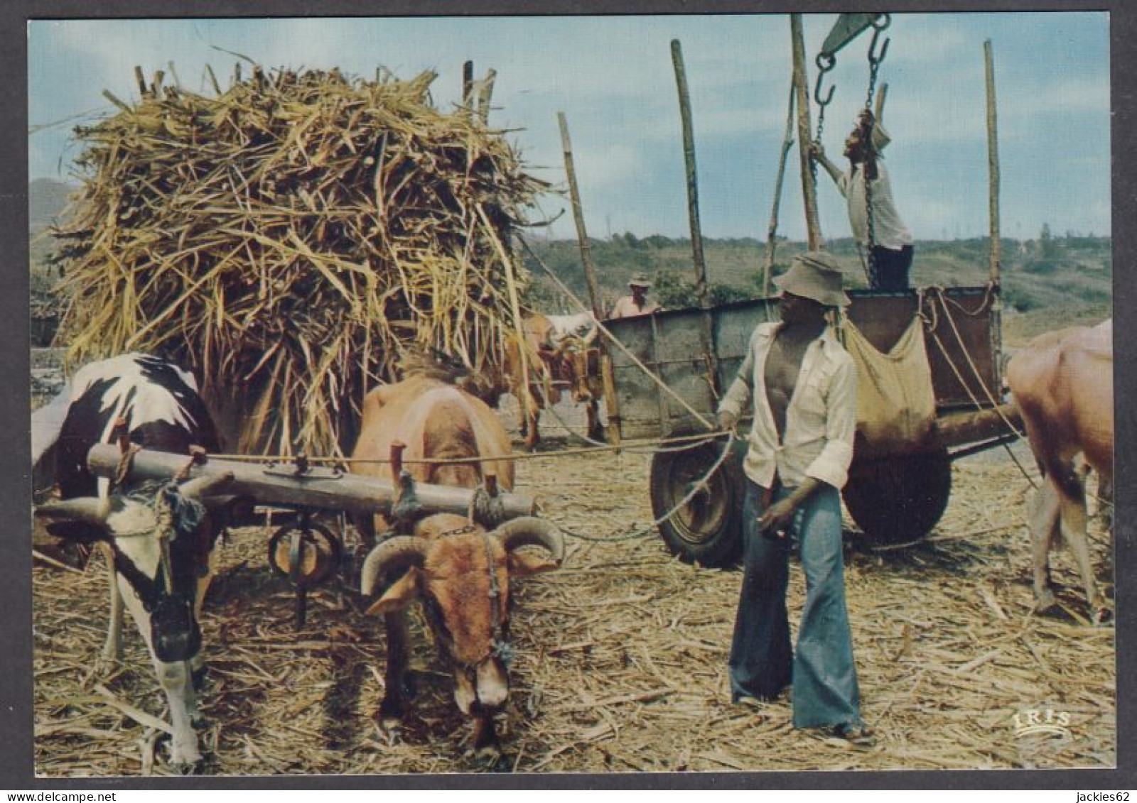 126193/ SAINT-PIERRE, Ramassage De La Canne à Sucre - Saint Pierre