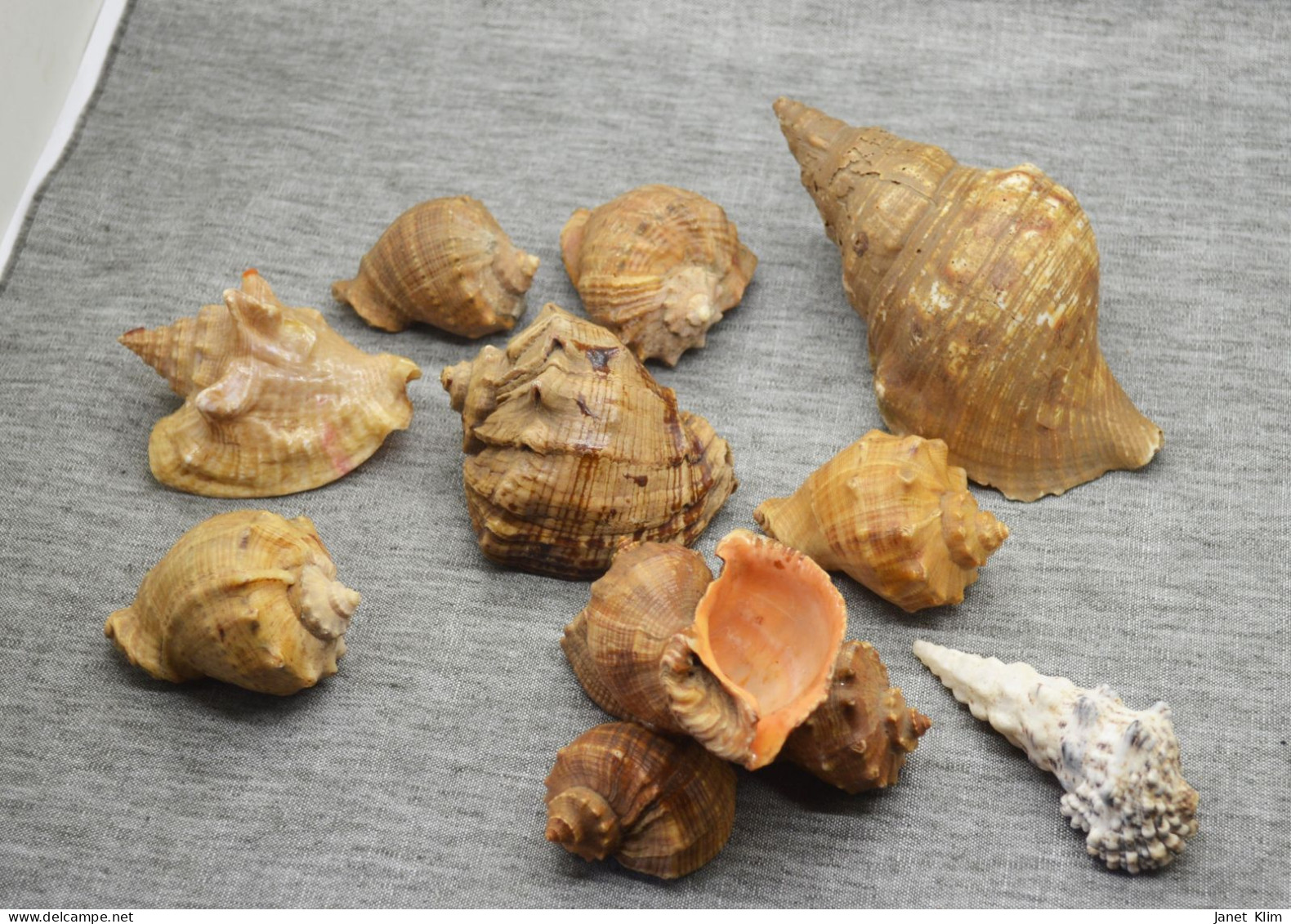 Large Set Of Vintage Soviet USSR Period Seashells - Seashells & Snail-shells