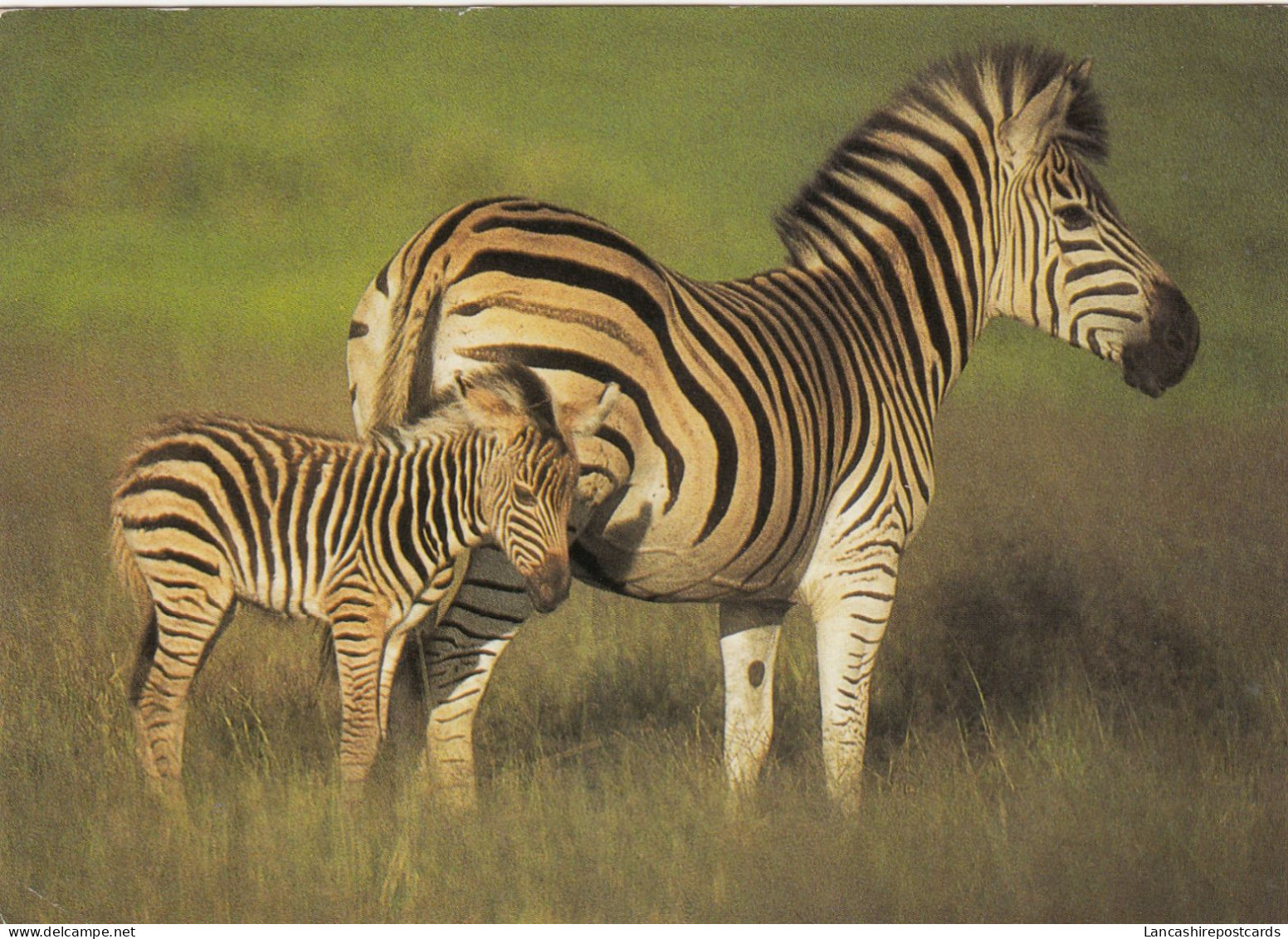 Postcard Burchell's Zebra PU South Africa 1989  My Ref B26430 - Zebre