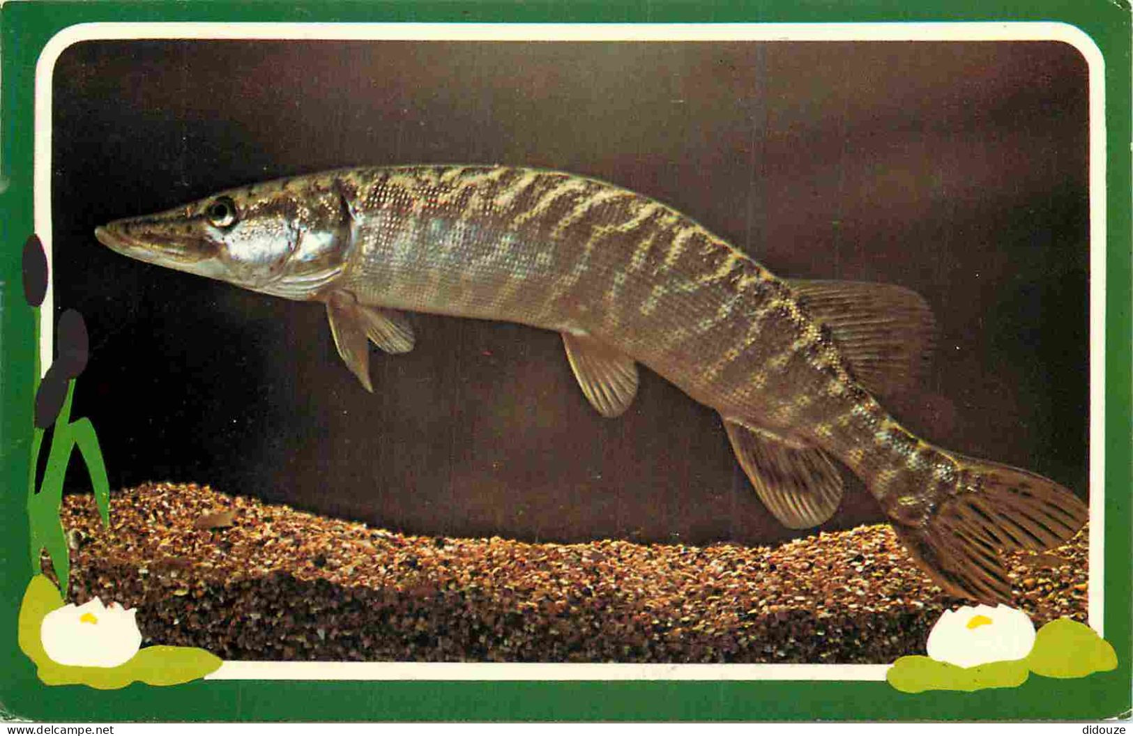 Animaux - Poissons - Pike - CPM Format CPA - Voir Scans Recto-Verso - Fische Und Schaltiere