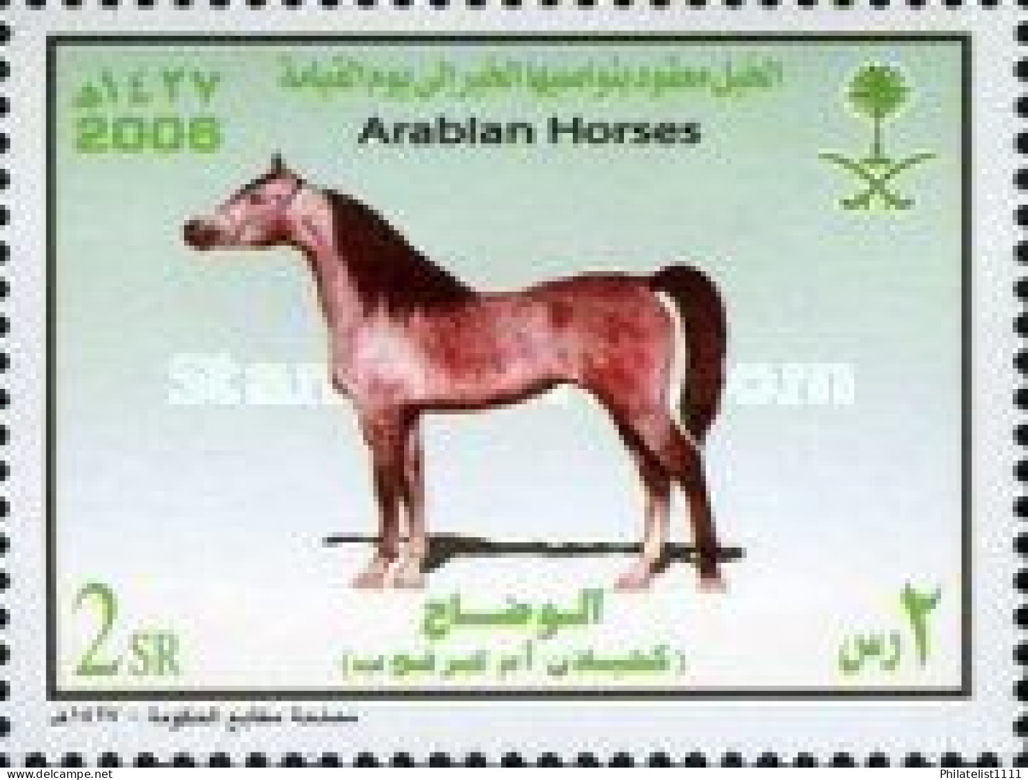 Horses - Saudi Arabia
