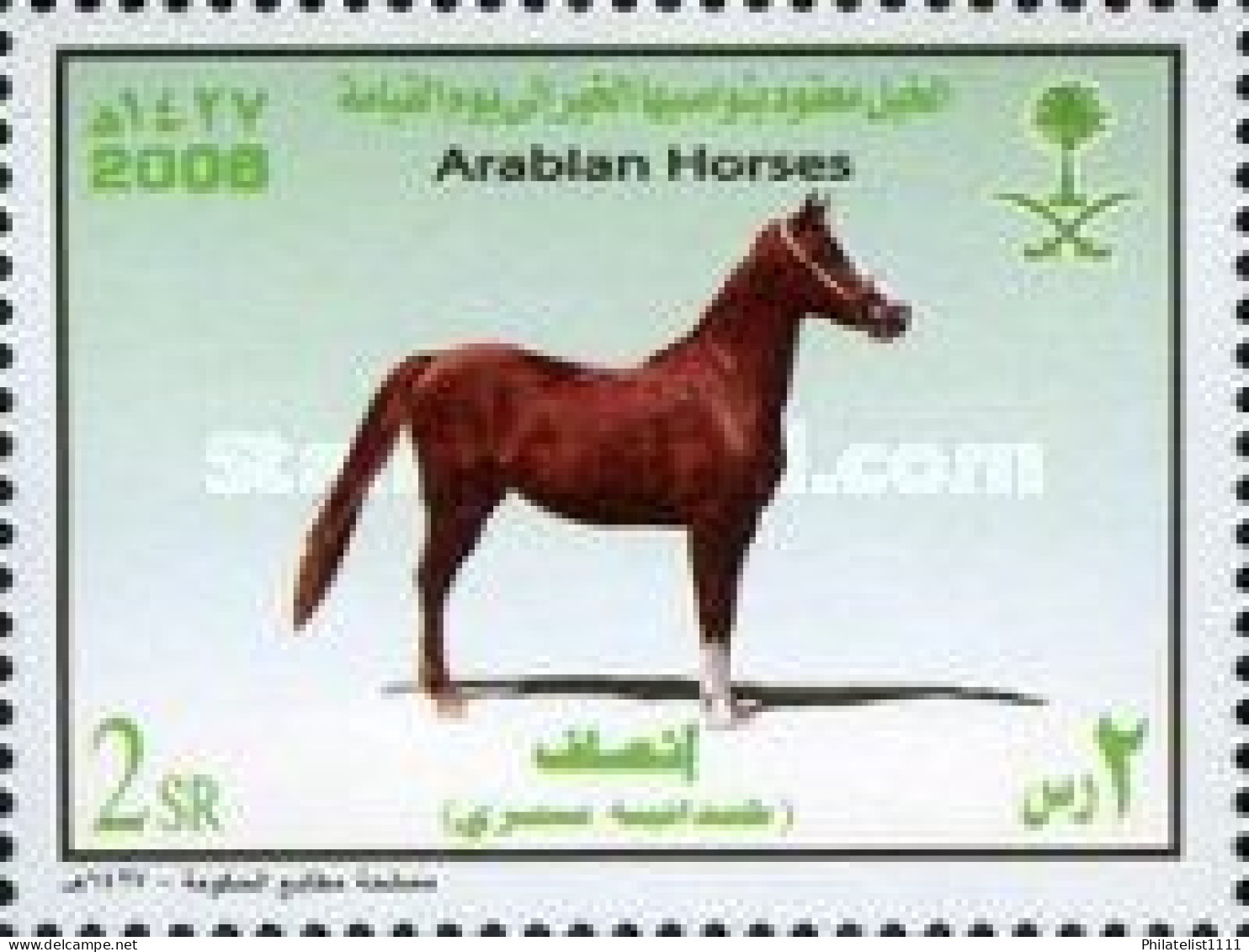 Horses - Saudi Arabia