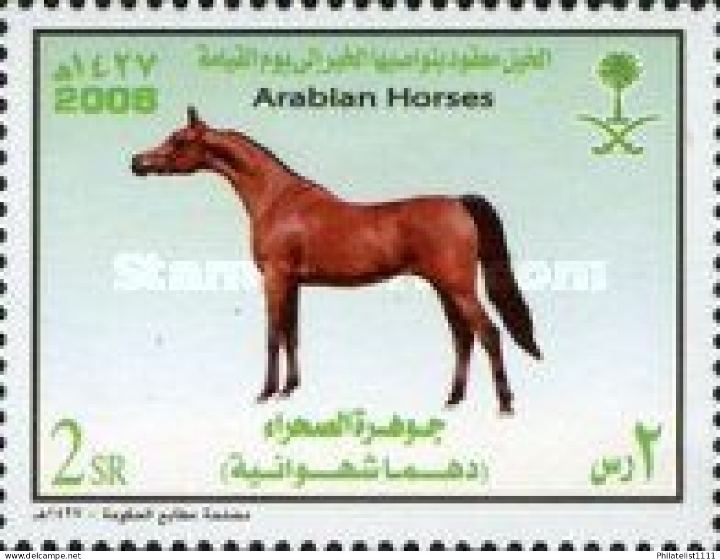 Horses - Saudi Arabia