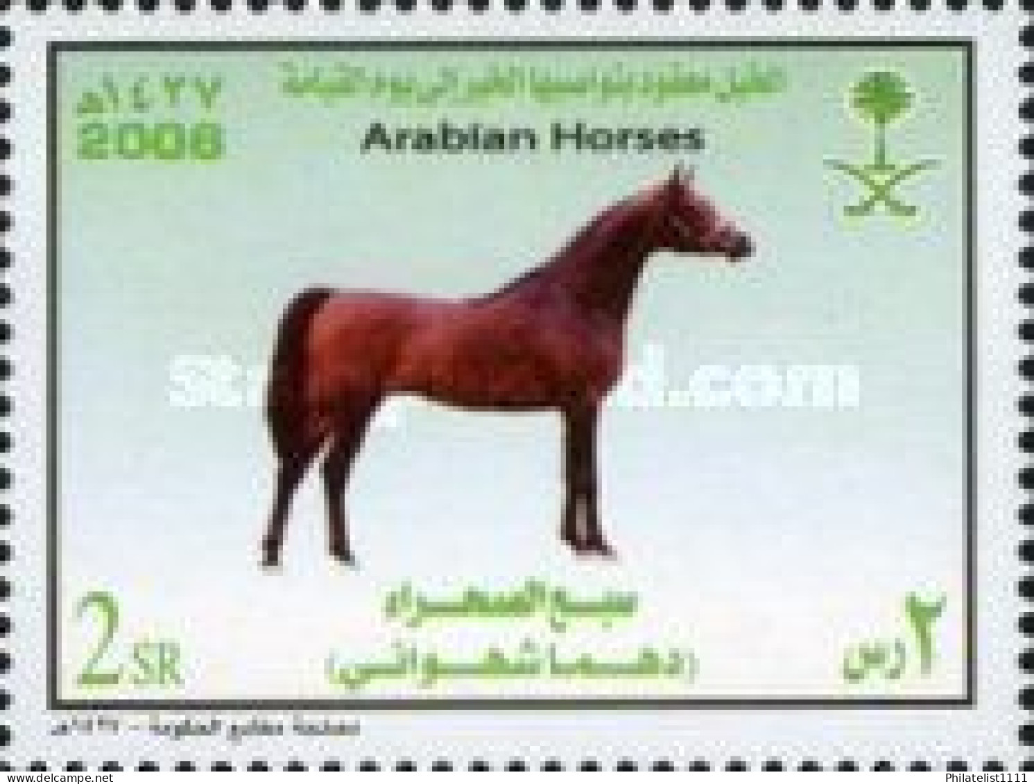 Horses - Saudi Arabia