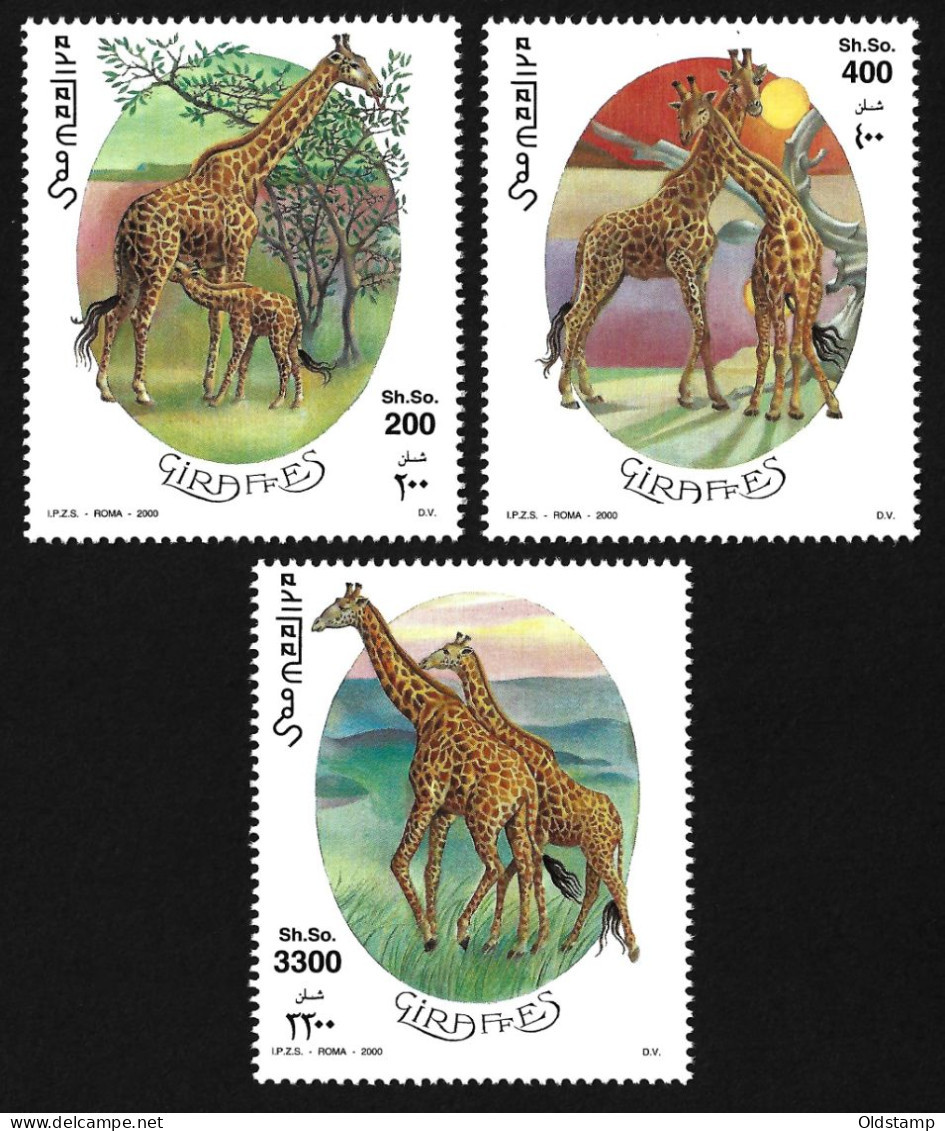 Somalia 2000 MNH Giraffes Savannah Animals Fauna Wild Life Giraffe Nature Africa Prairie MNH Luxe Full Set Stamps Serie - Jirafas