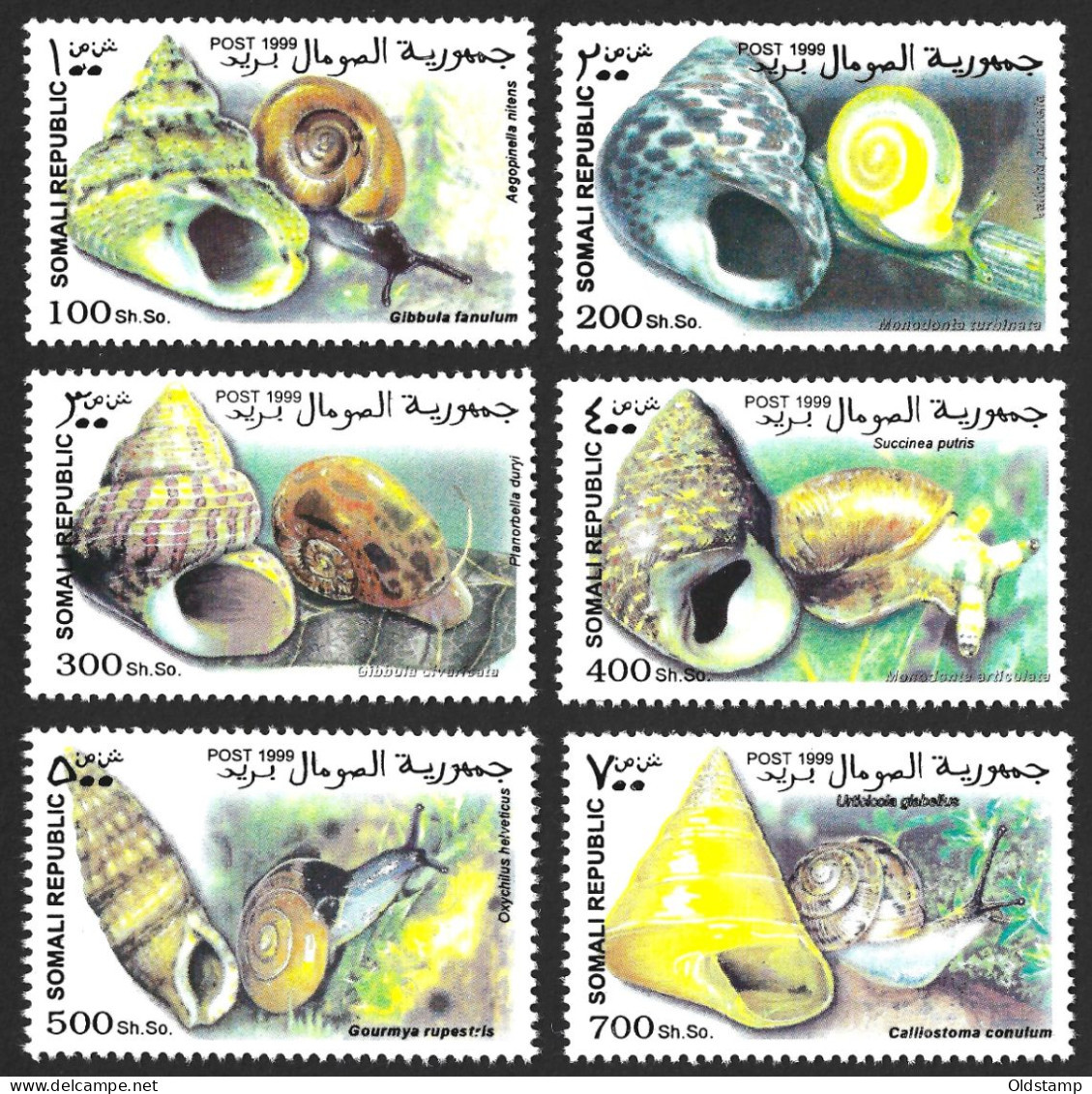 Somalia 1999 Shells Fauna Marinelife Coneshells Sea Conchiglie Shells Ocean Africa MNH Luxe Stamps Full Set - Schelpen