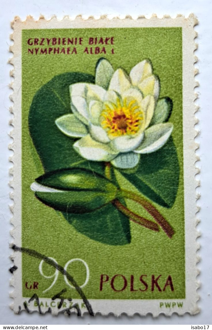 Weisse Wasserlilie ( Nymphaea Alba) Polen Briefmarke Gestempelt - Otros & Sin Clasificación