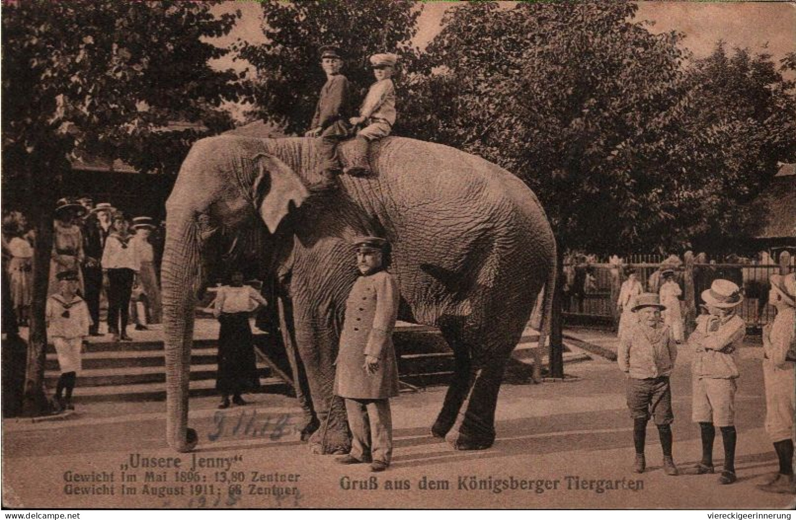 ! Alte Ansichtskarte Gruss Aus Dem Königsberger Tiergarten, Zoo, Elefant Jenny, Elephant, Ostpreußen - Ostpreussen