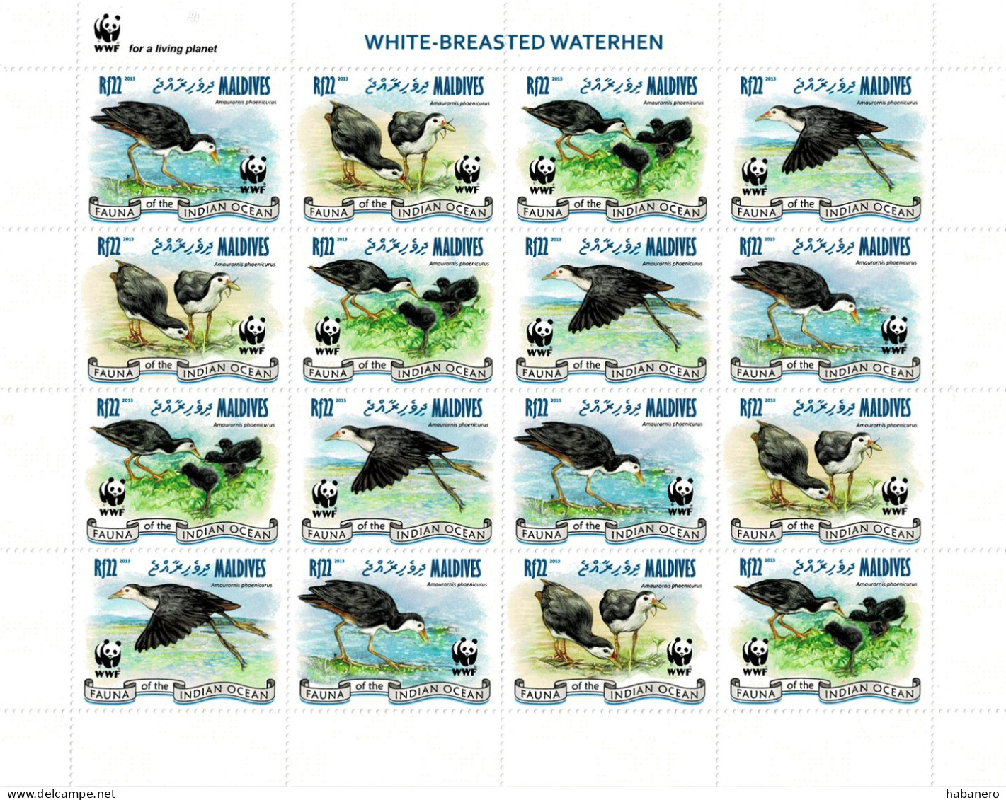 MALDIVES 2013 Mi 4878-4881 WWF WHITE-BREASTED WATERHEN MINT FULL SHEET ** - Albatros