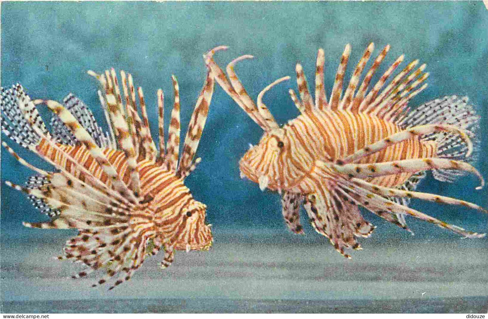 Animaux - Poissons - Musée Océanographique De Monaco - 11 - Pterois Volitans - Rascasse Exotique  - CPM Format CPA - Voi - Vissen & Schaaldieren