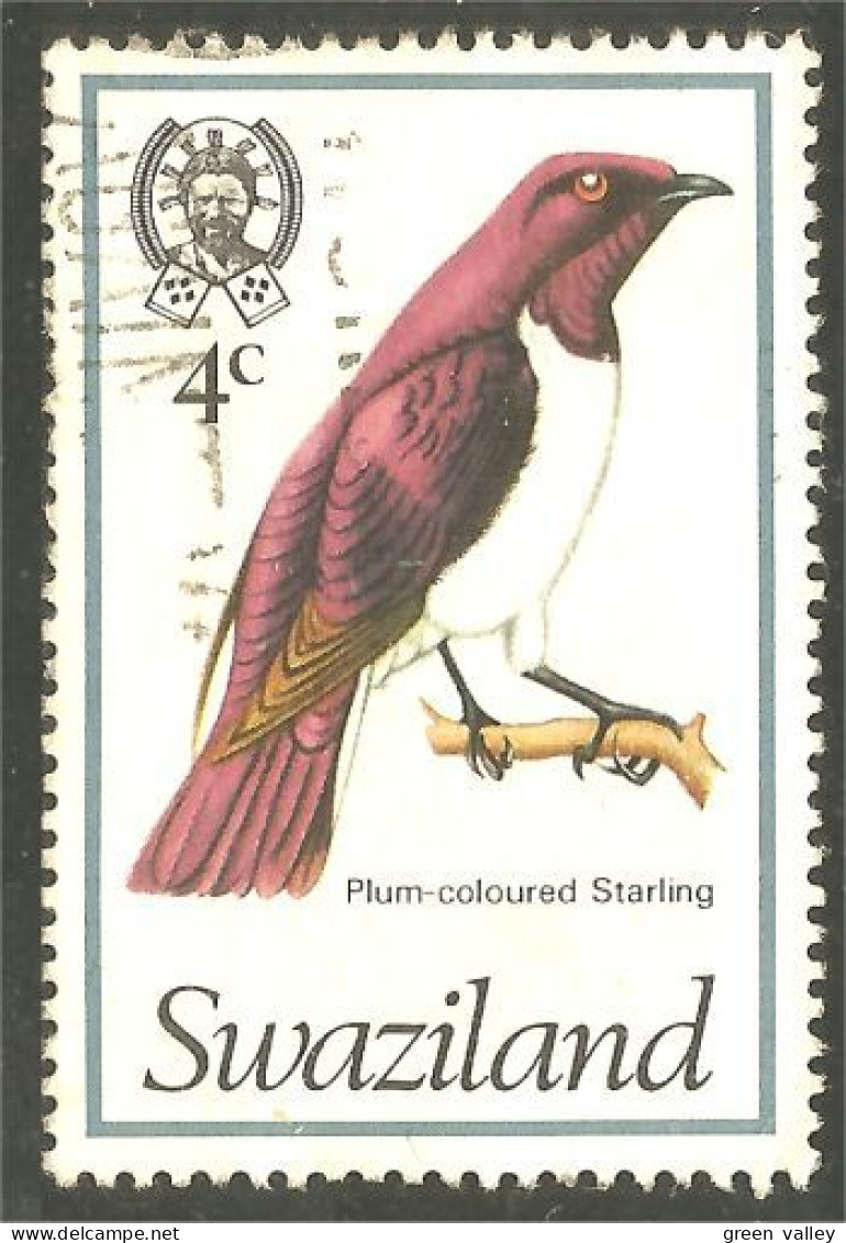 844 Swaziland Oiseau Bird Vogel Uccello Plum Starling Étourneau Storno (SWZ-33e) - Swaziland (1968-...)