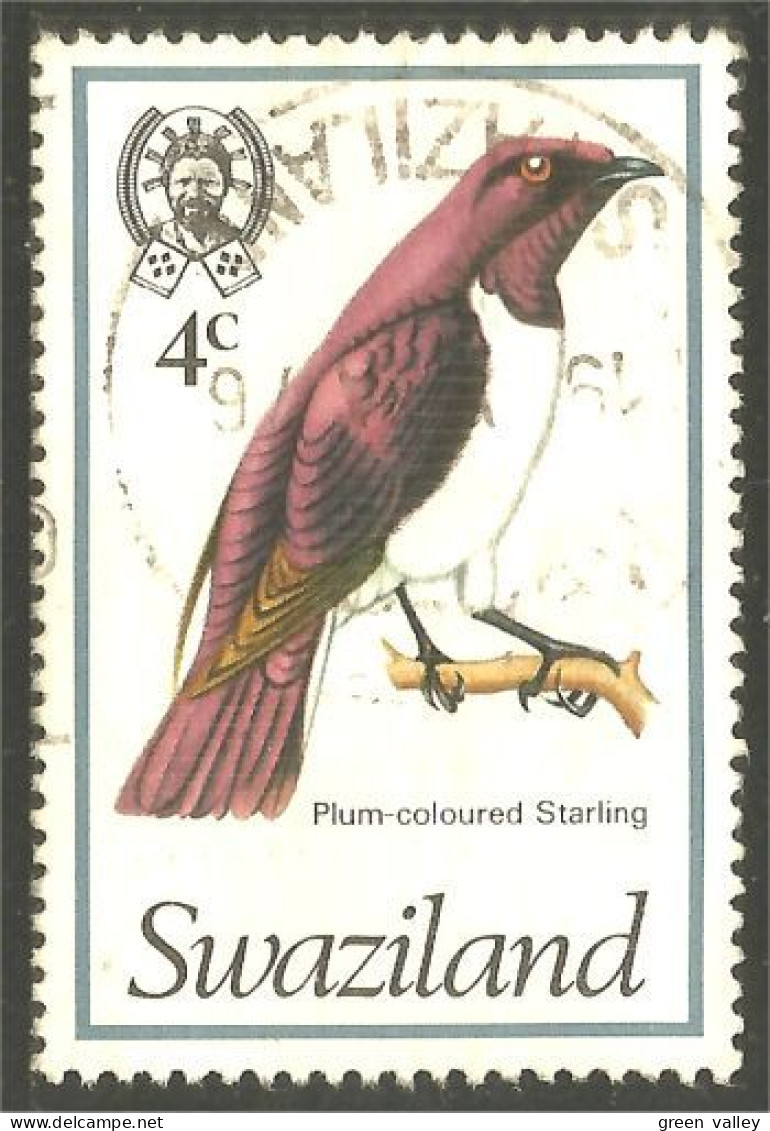 844 Swaziland Oiseau Bird Vogel Uccello Plum Starling Étourneau Storno (SWZ-33a) - Swaziland (1968-...)