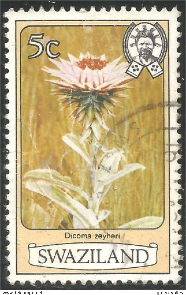 844 Swaziland Fleur Flower Blume Dicoma Zeyheri (SWZ-30e) - Otros & Sin Clasificación