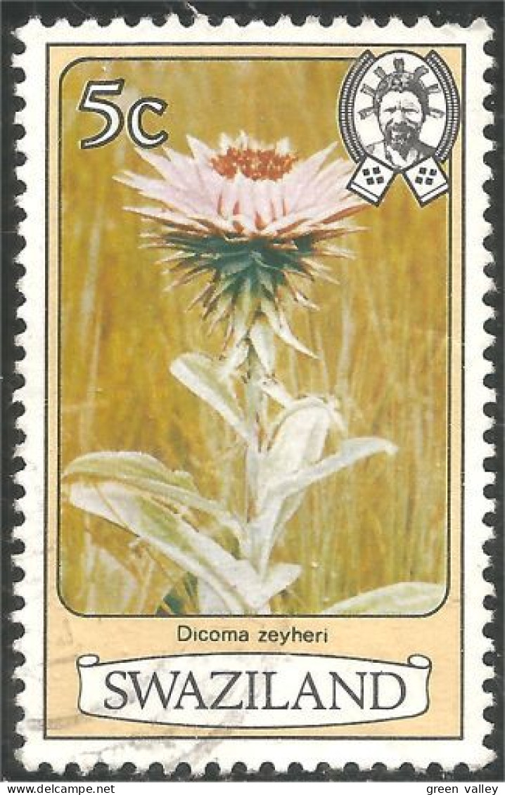 844 Swaziland Fleur Flower Blume Dicoma Zeyheri (SWZ-30c) - Otros & Sin Clasificación