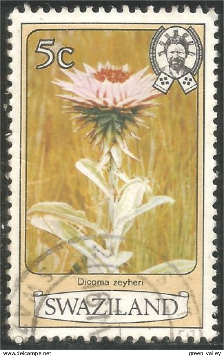 844 Swaziland Fleur Flower Blume Dicoma Zeyheri (SWZ-30a) - Swaziland (1968-...)