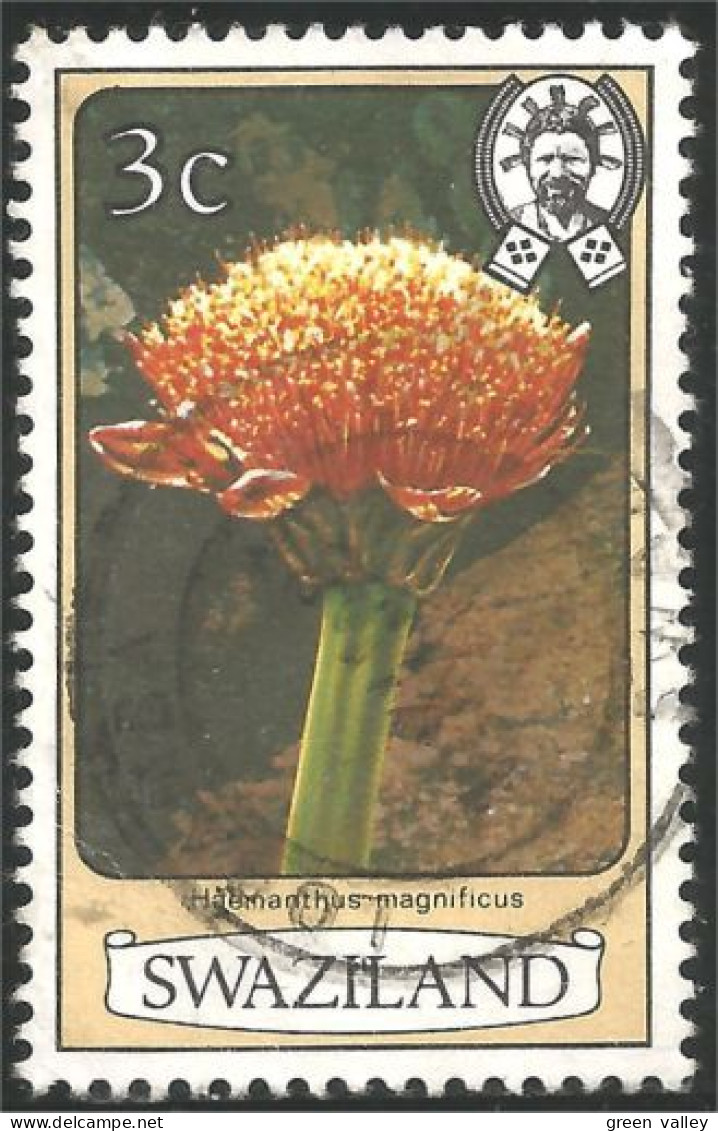 844 Swaziland Fleur Flower Blume Haemanthus (SWZ-28d) - Otros & Sin Clasificación