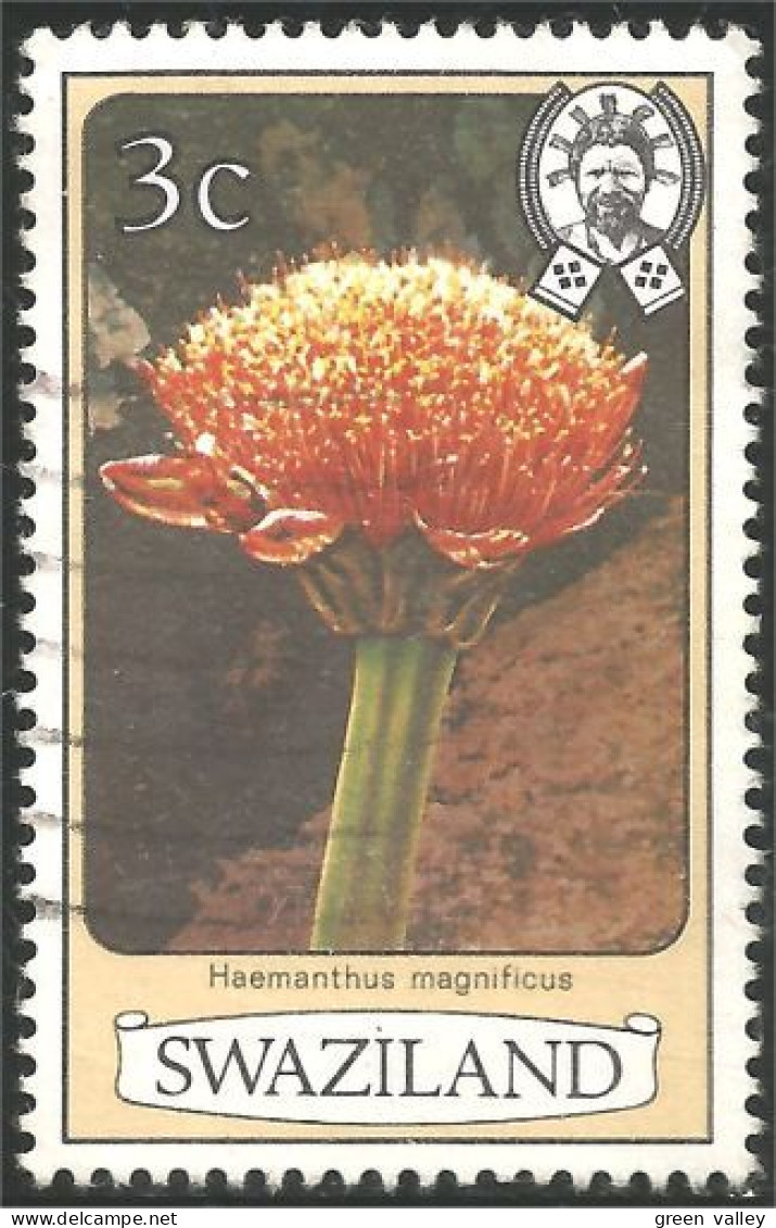 844 Swaziland Fleur Flower Blume Haemanthus (SWZ-28e) - Otros & Sin Clasificación