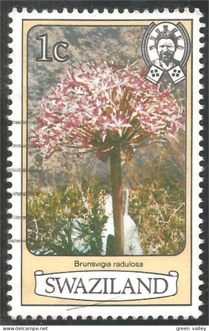 844 Swaziland Fleur Flower Blume Brunsvigia (SWZ-26b) - Swaziland (1968-...)