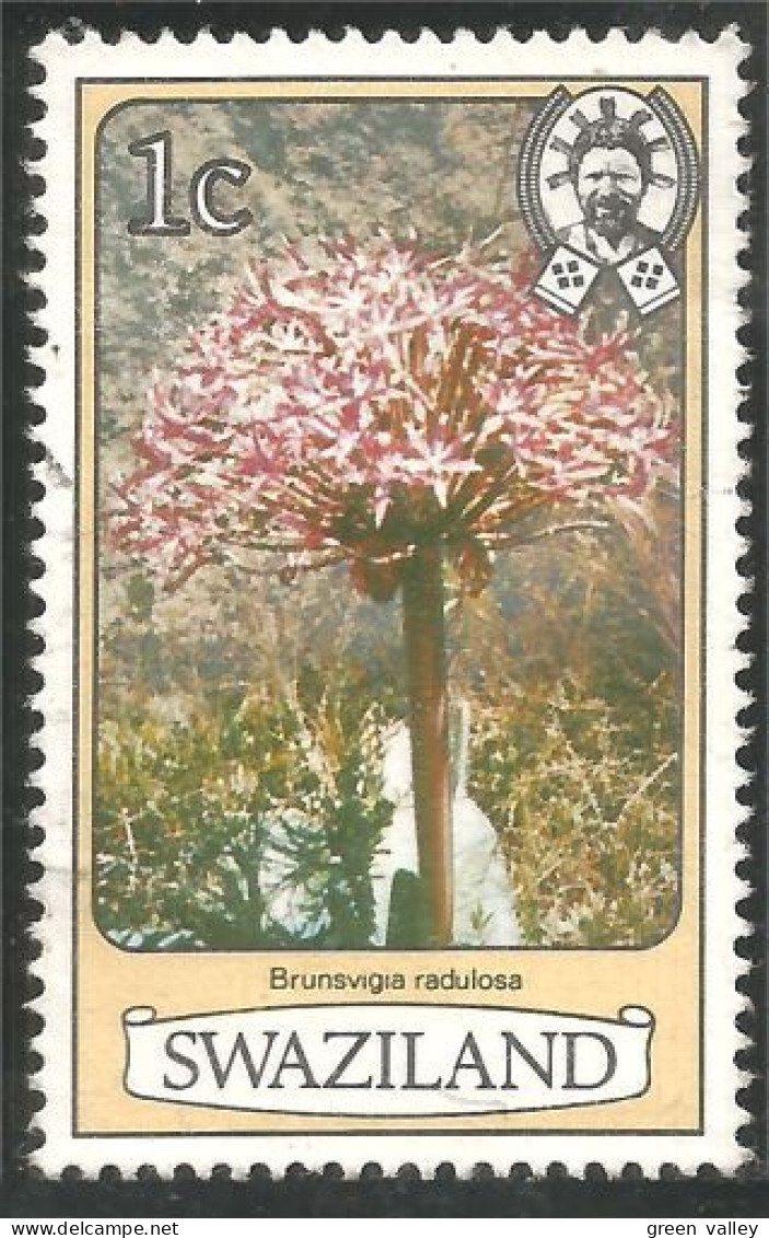 844 Swaziland Fleur Flower Blume Brunsvigia (SWZ-26a) - Swaziland (1968-...)